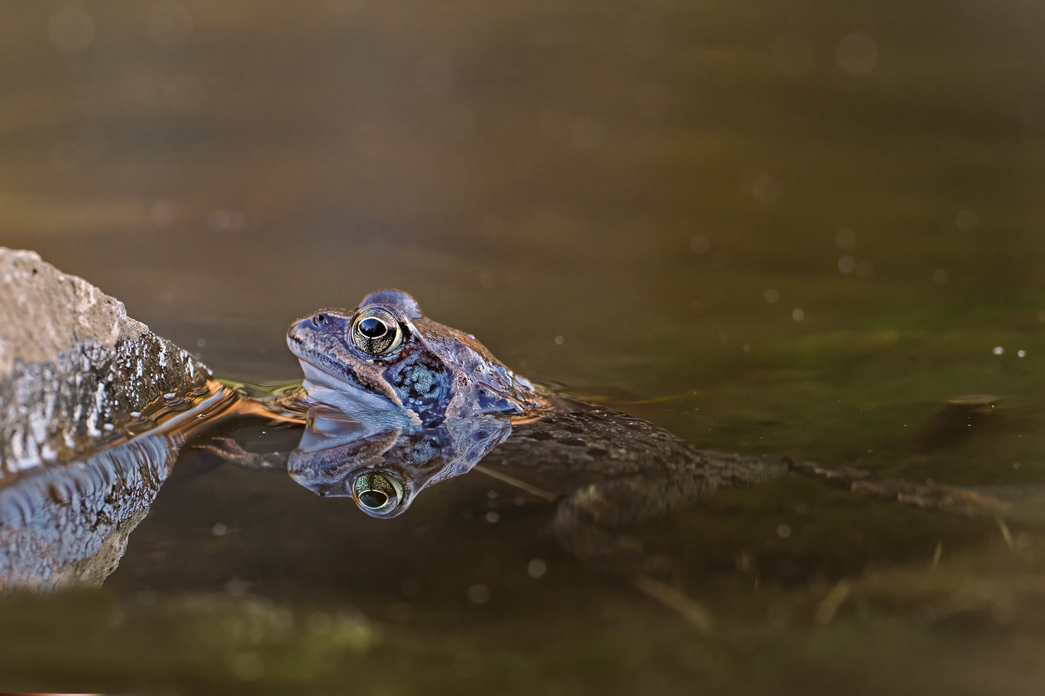 Mein erster Grasfrosch