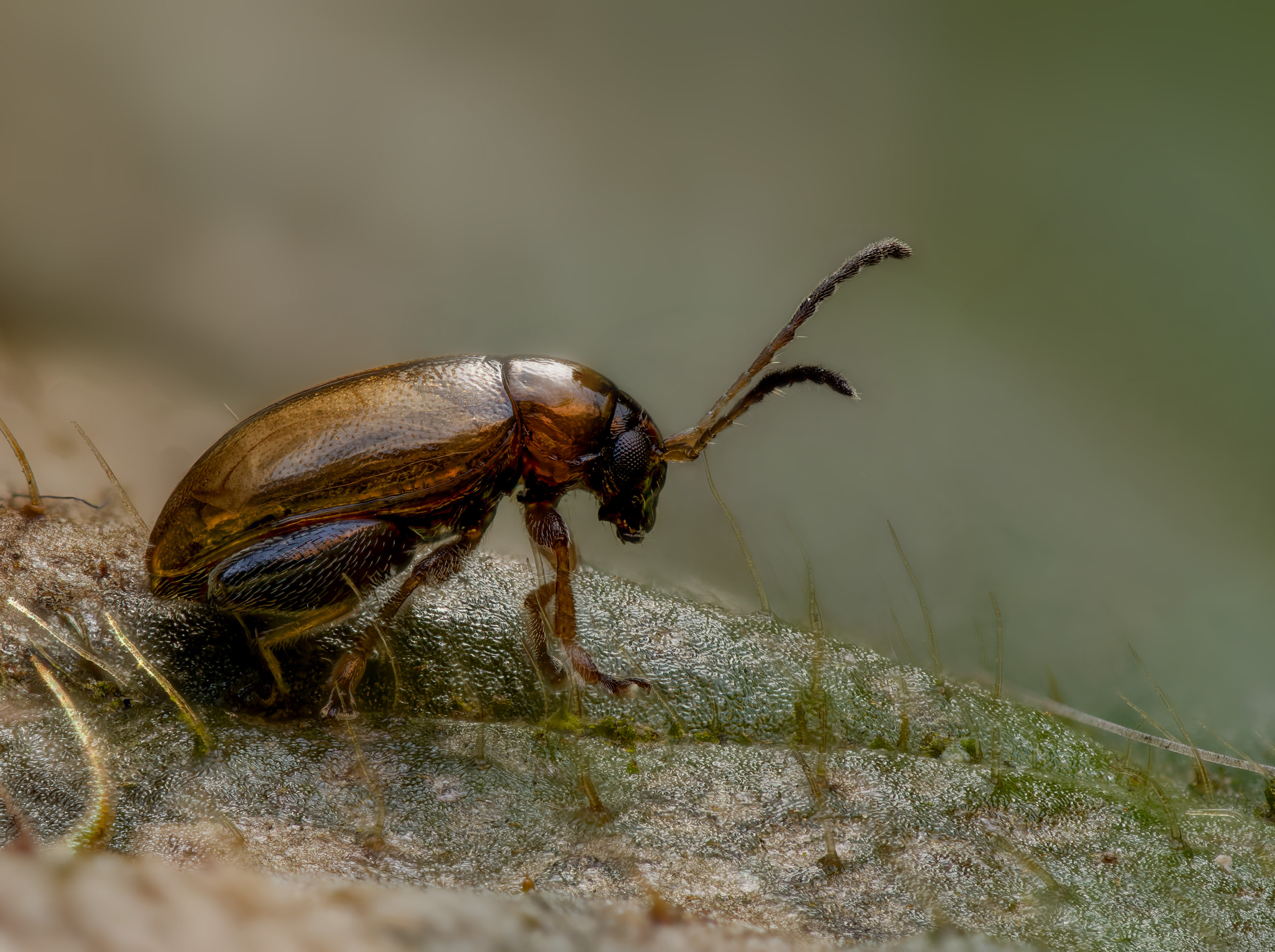 Der Erdfloh (Tribus Alticini)