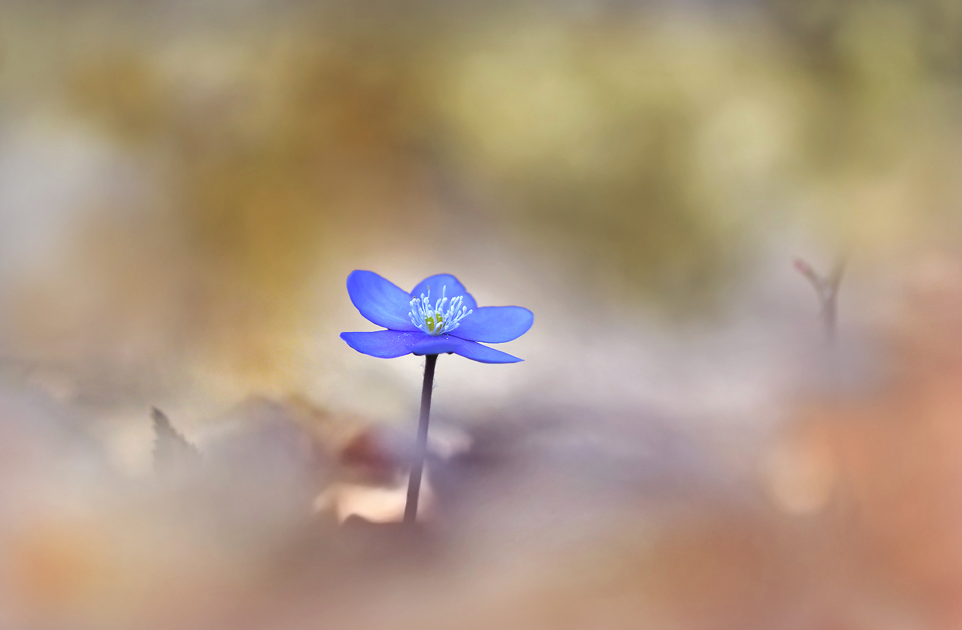 Das 1. Leberblümchen ...,