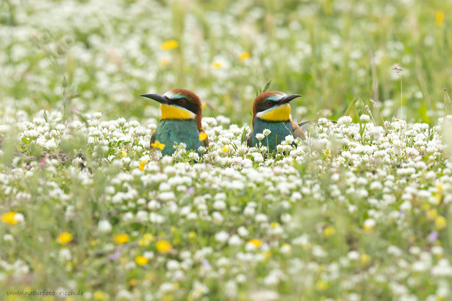 Auf der Blumenwiese