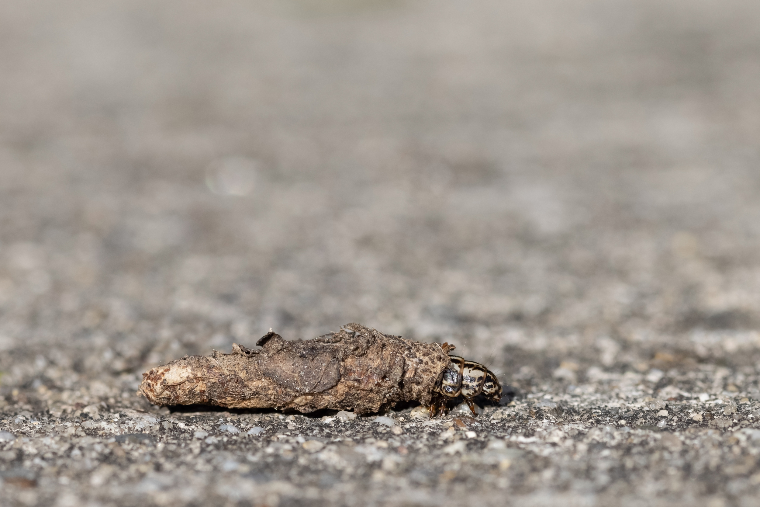 Sackträger beim Umzug