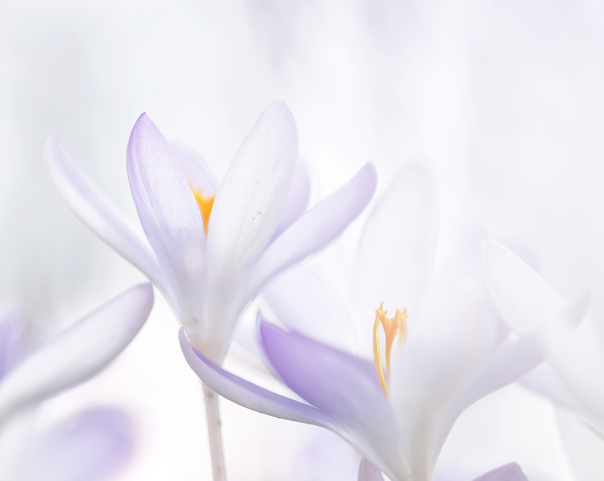 Krokus light