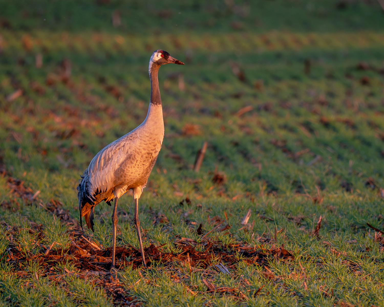 Im letzten Licht des Tages