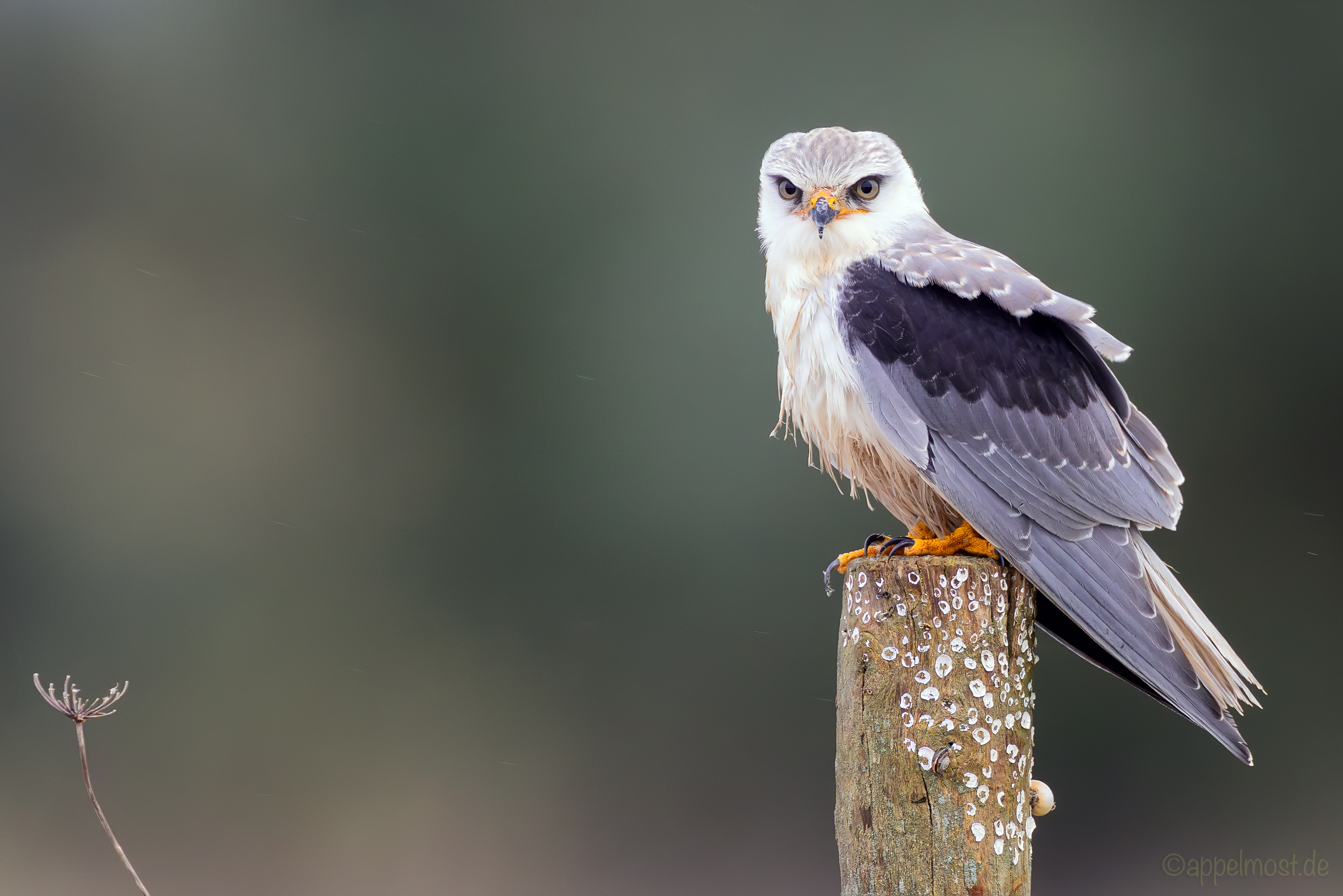 Junger Gleitaar - Black winged Kite