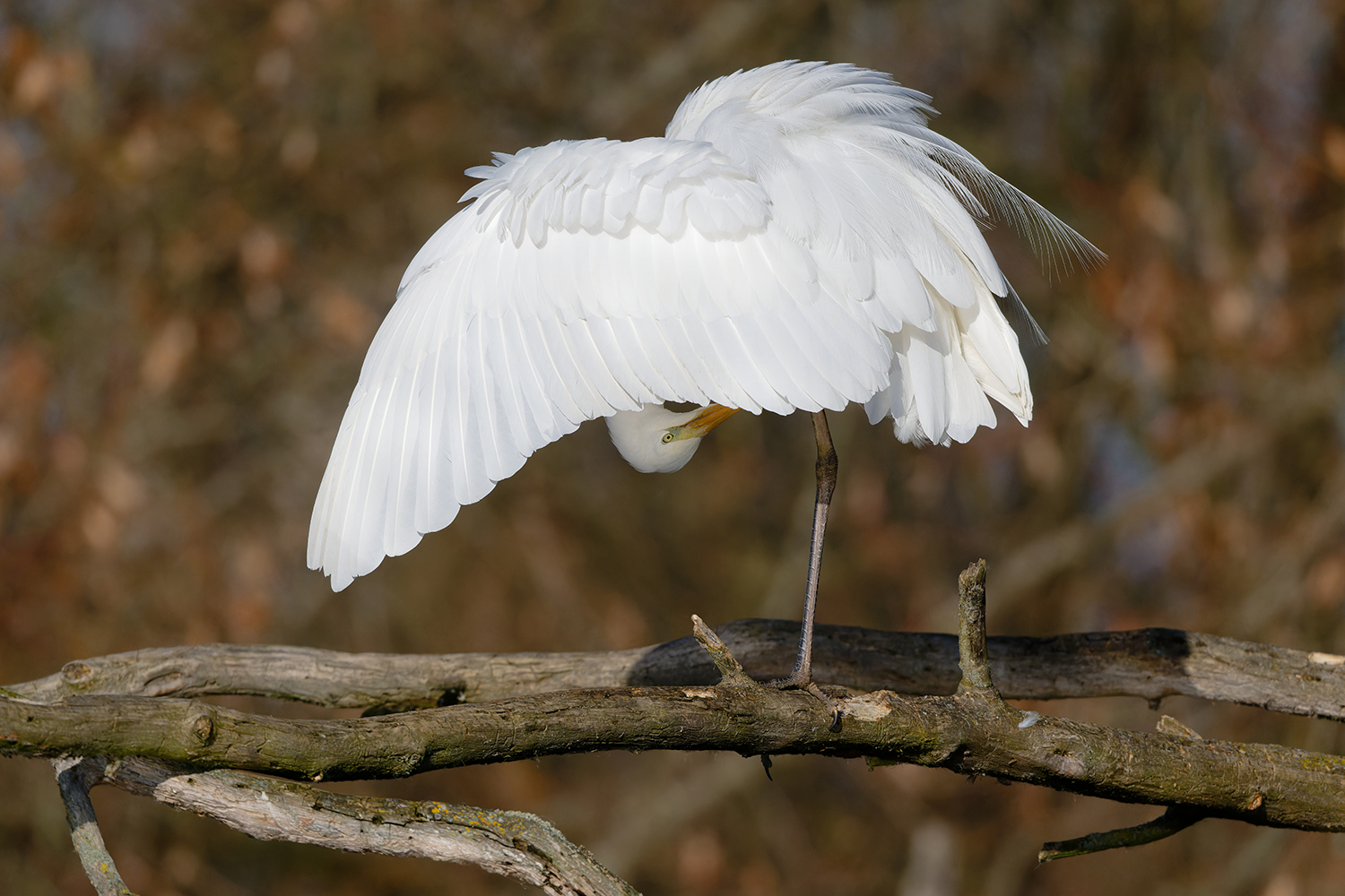 Augenfokus ist ein Segen!