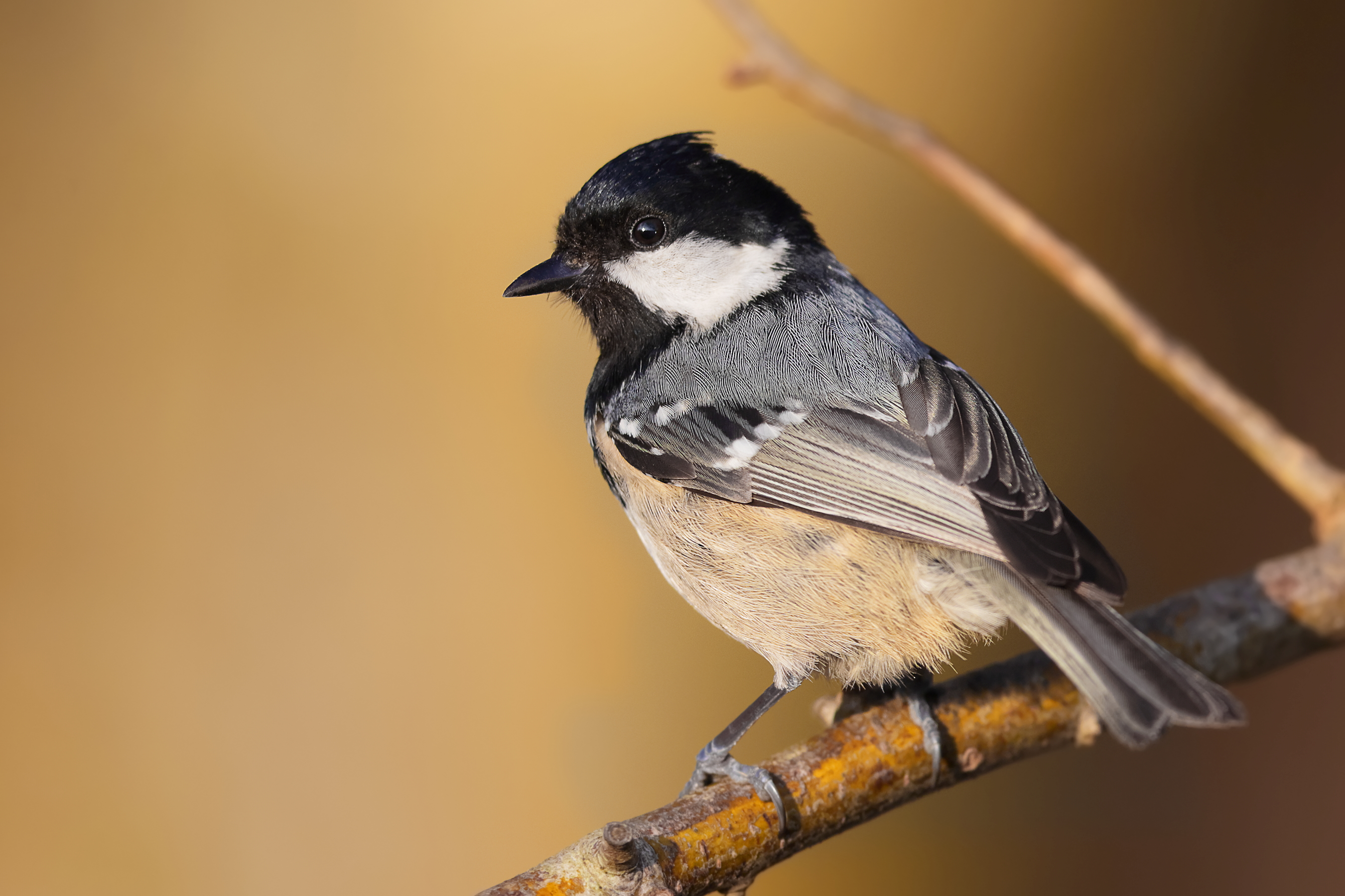 Frühlingsstimmung...