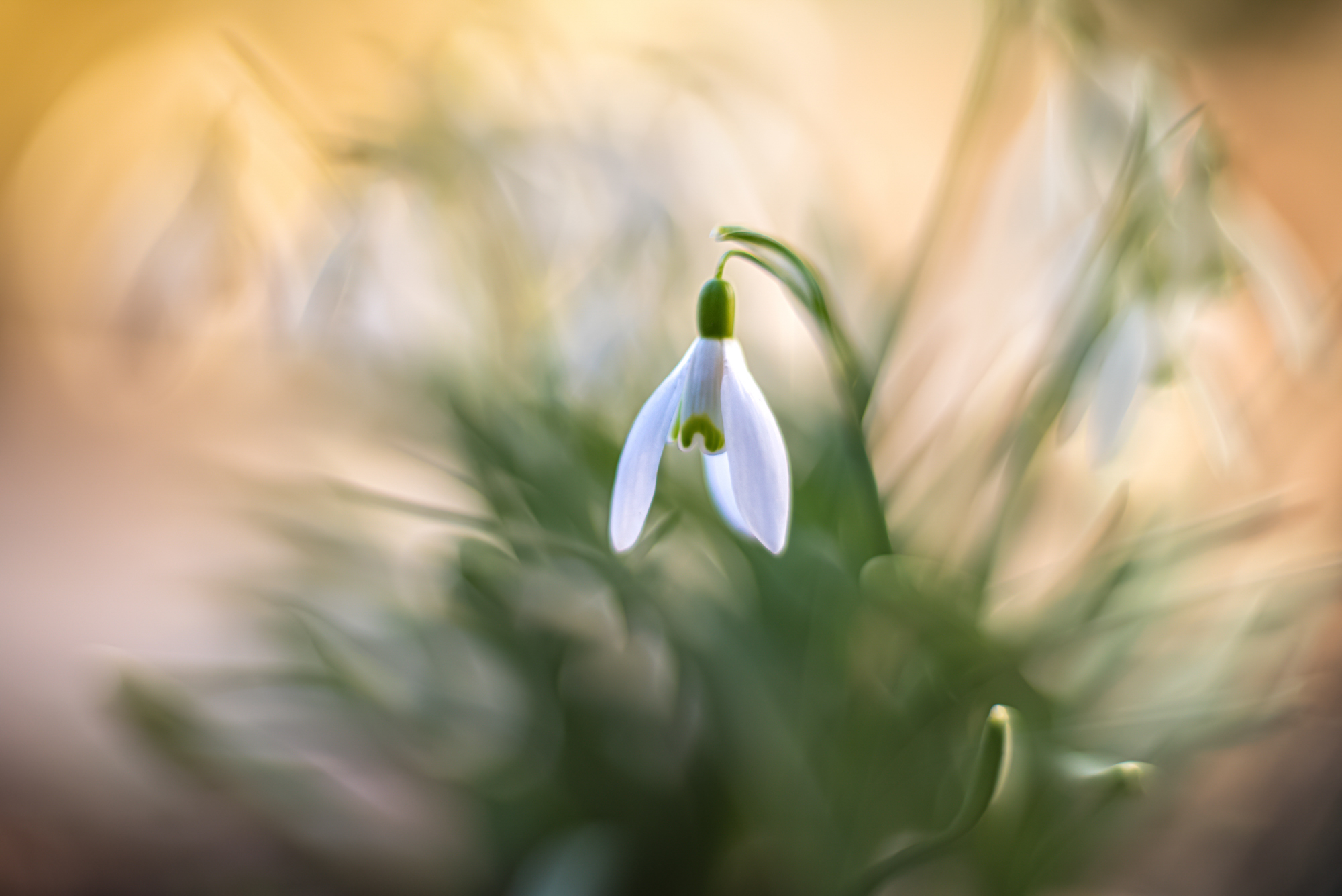 Schneeglöckchen (Altglas)