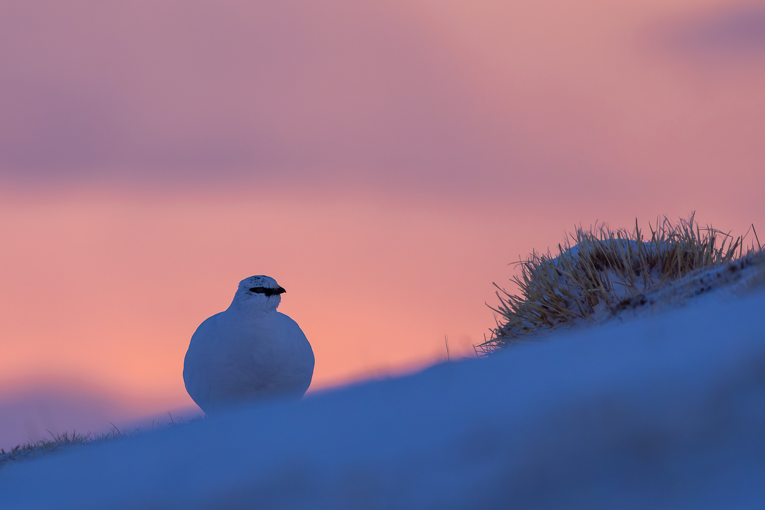 Schnee(huhn)kugel
