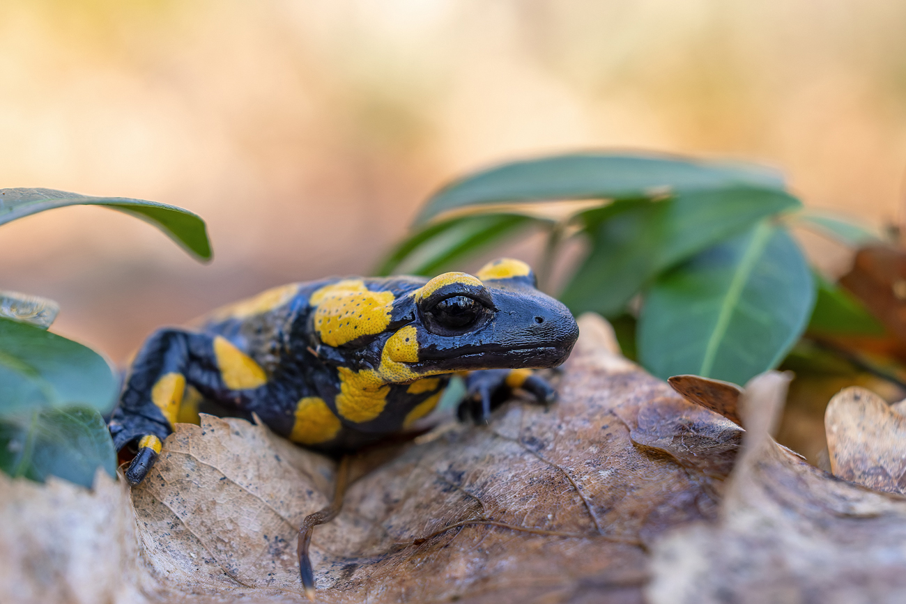 Feuersalamander