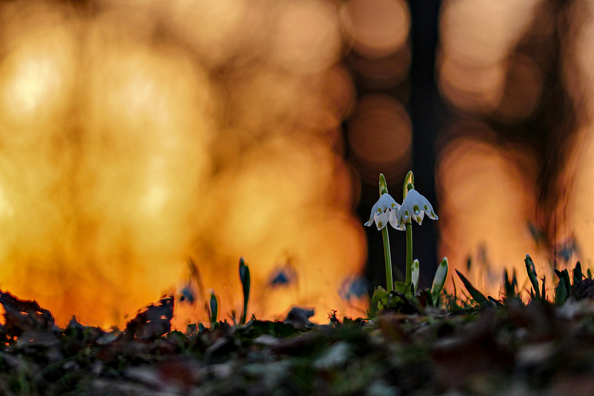 Die Märzenbecher sind im Anmarsch!!