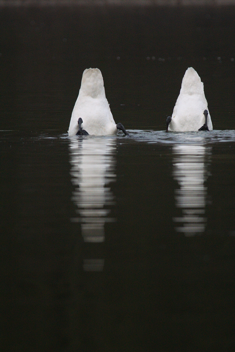 ...Schwänzchen in die Höh...