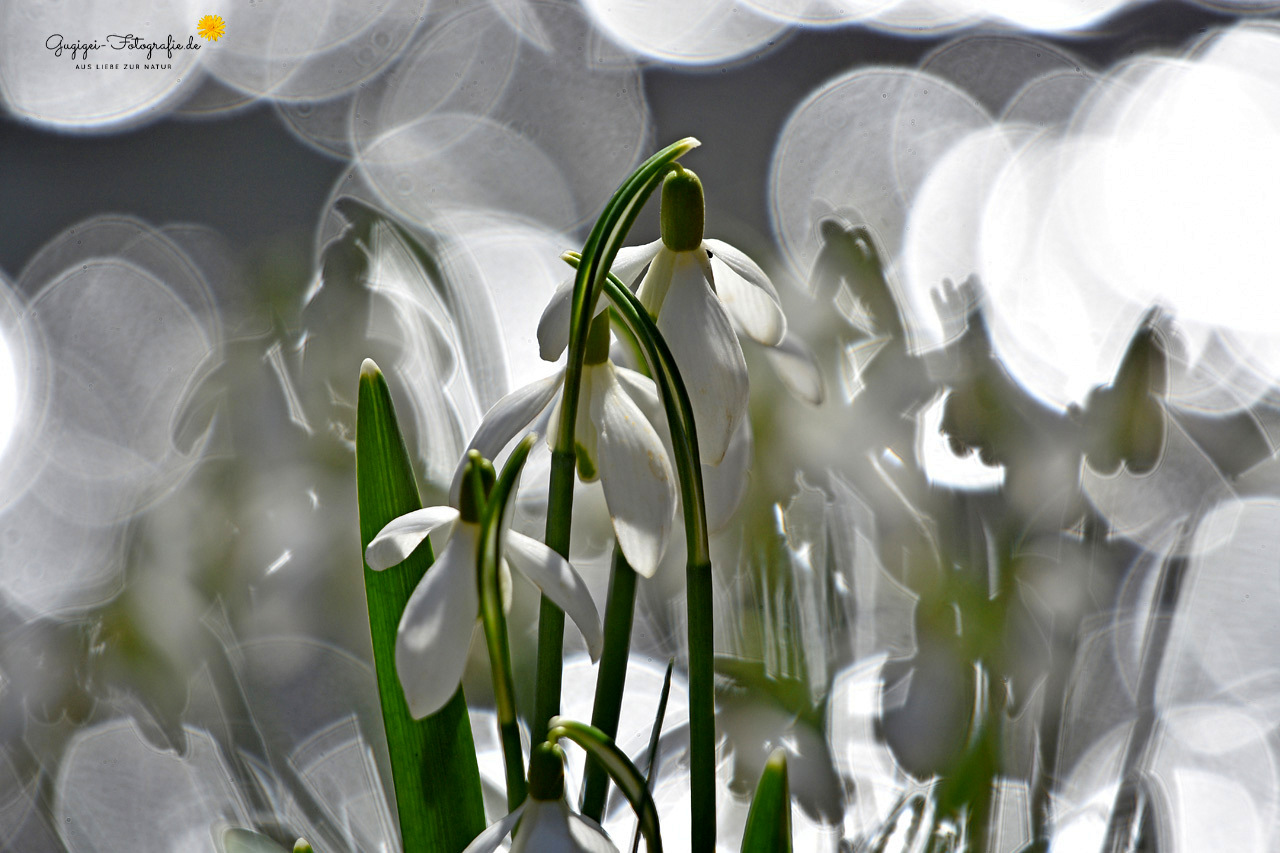 Schneeglöckchen ...