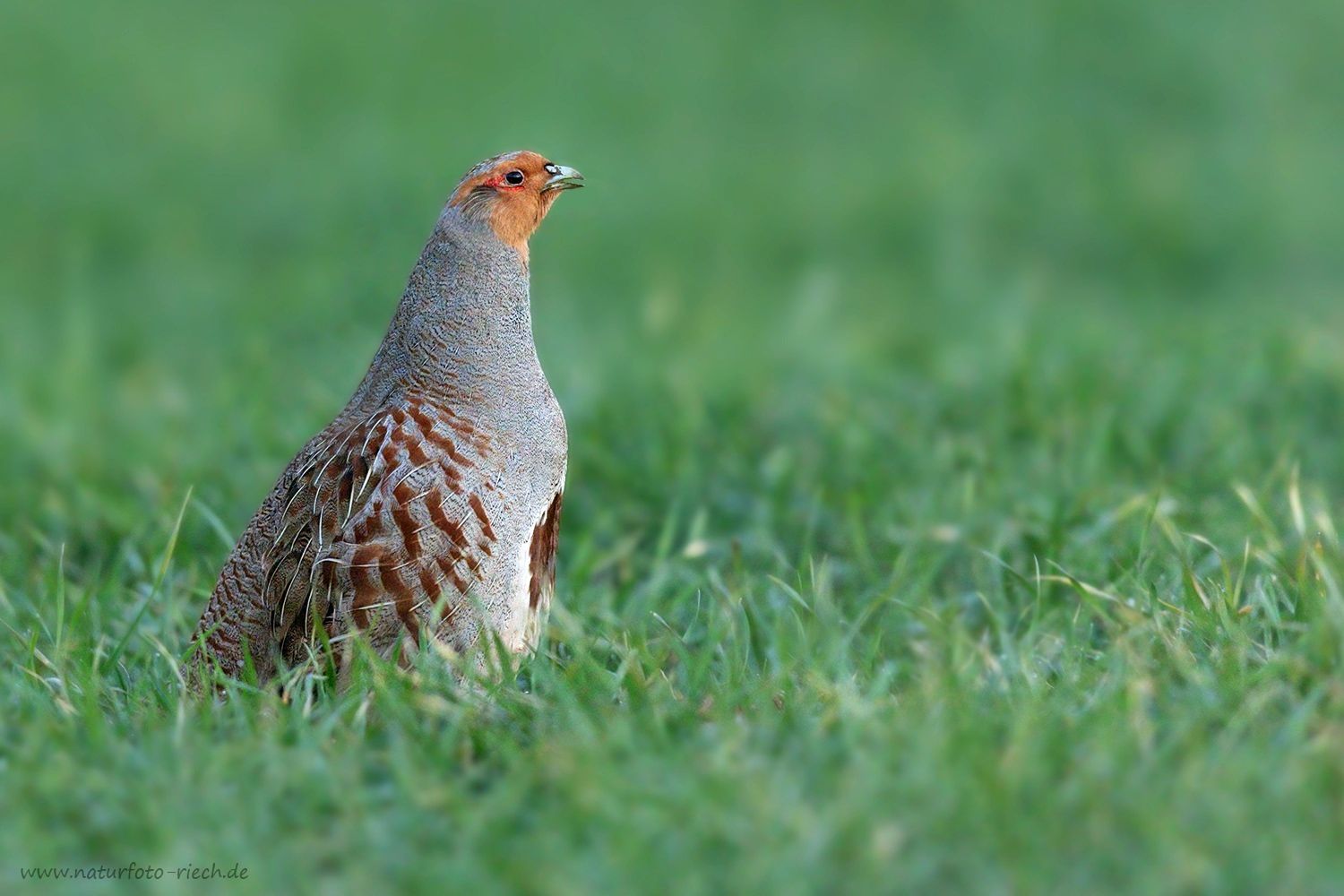 Rebhuhn