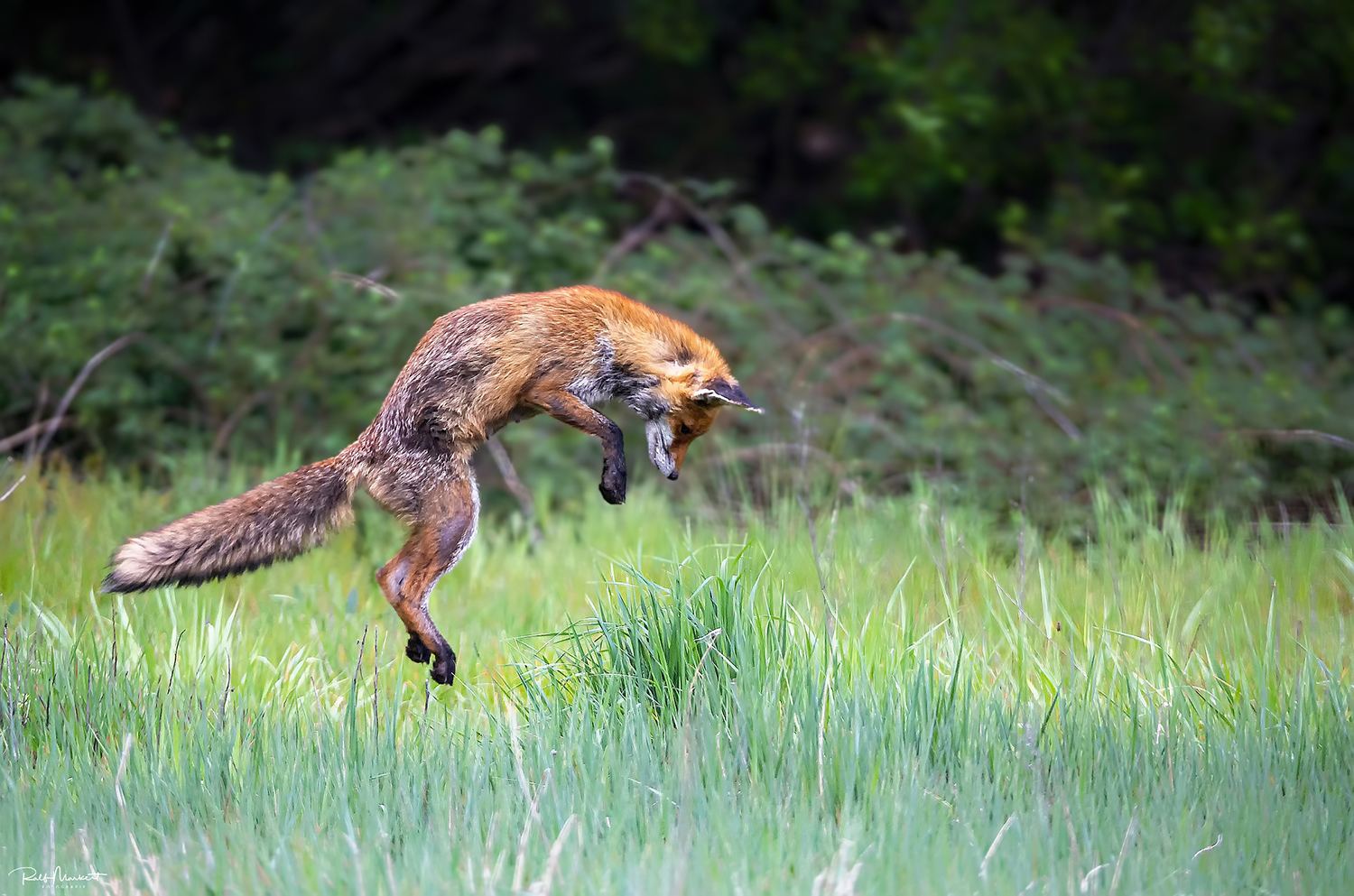 Faehe auf der Jagd....