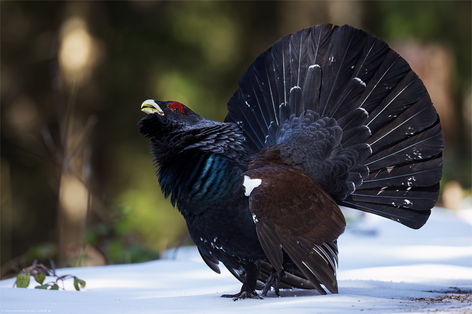 ~ Begegnung im Bergwald ~