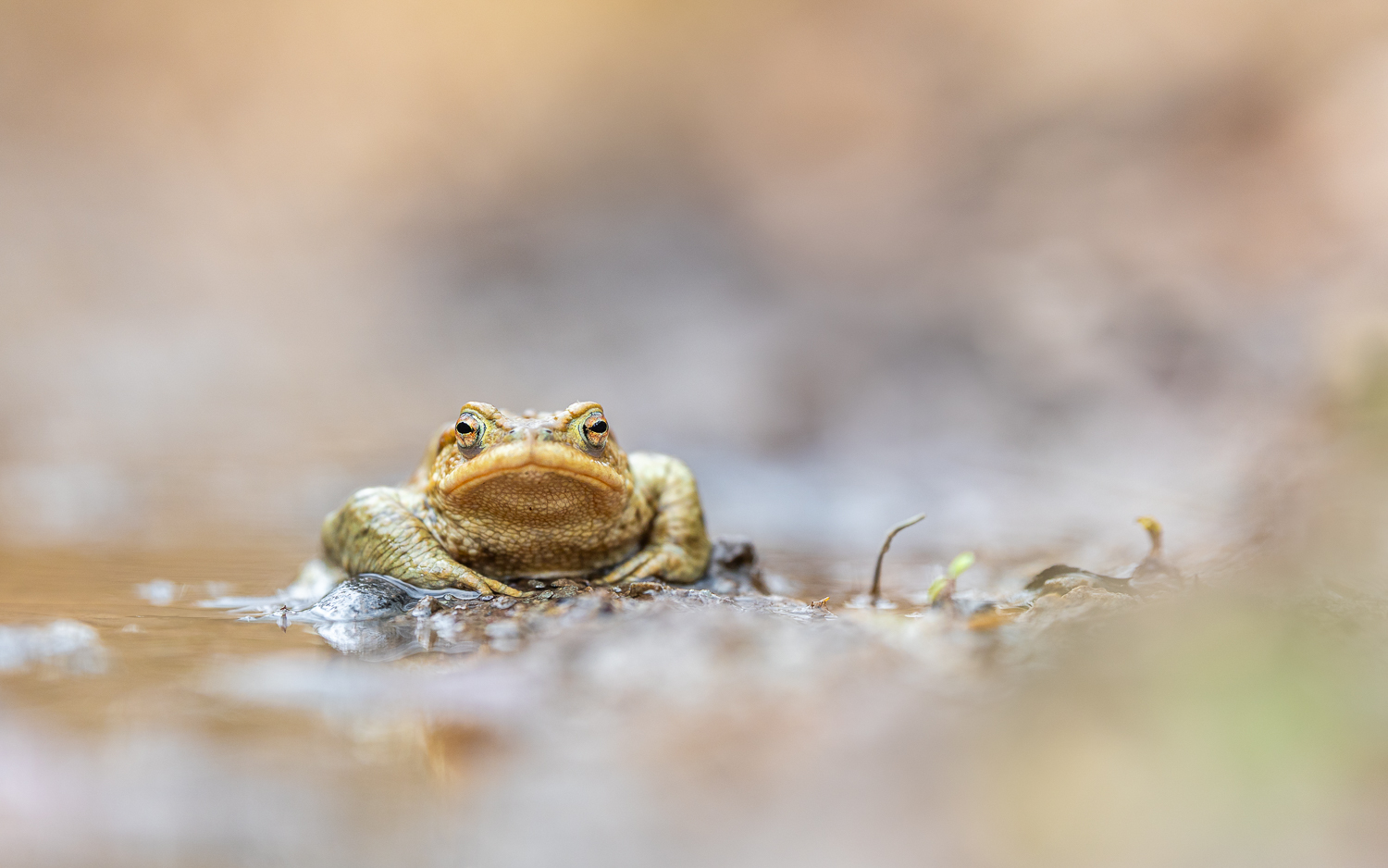 Ankunft