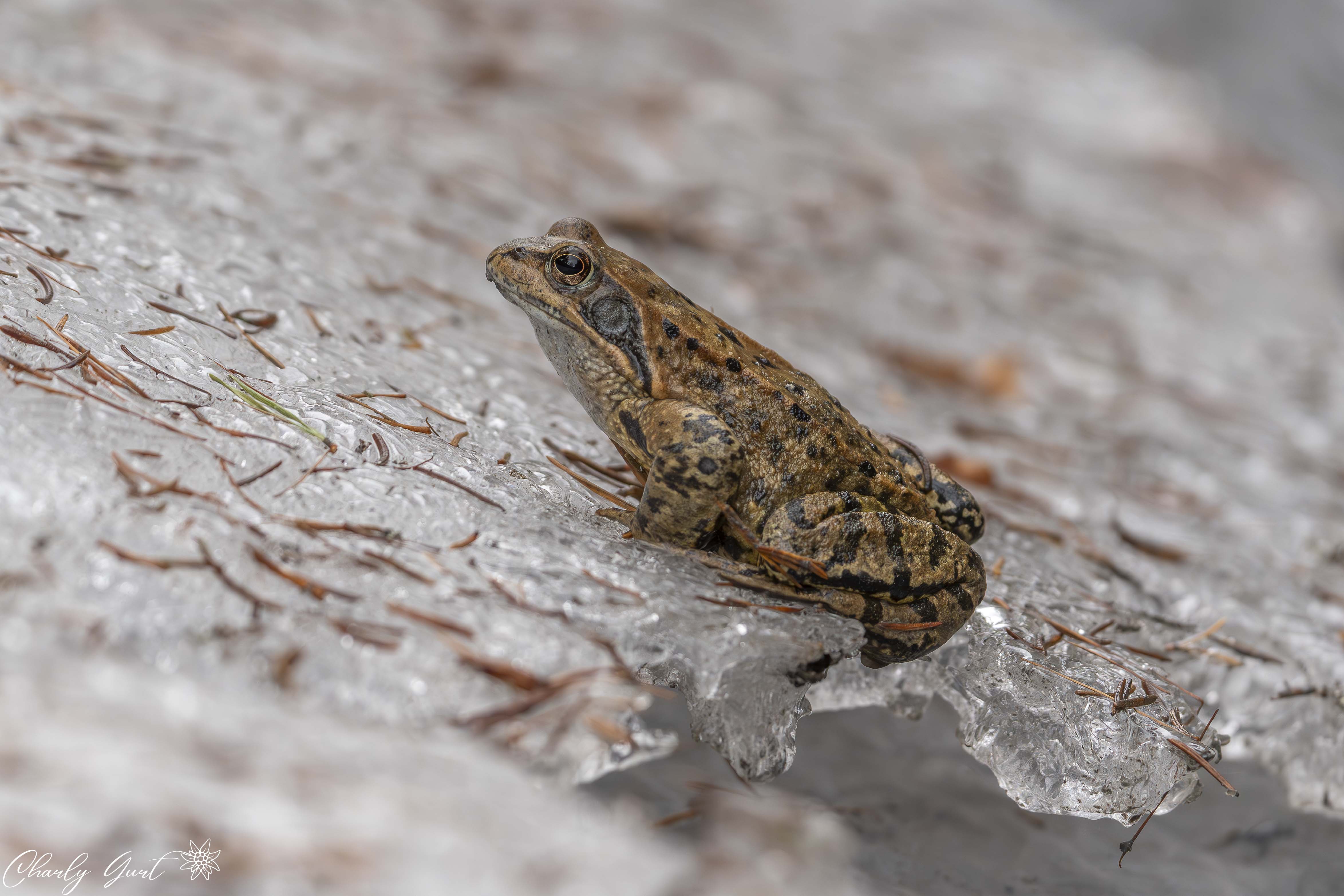 Der Eisfrosch