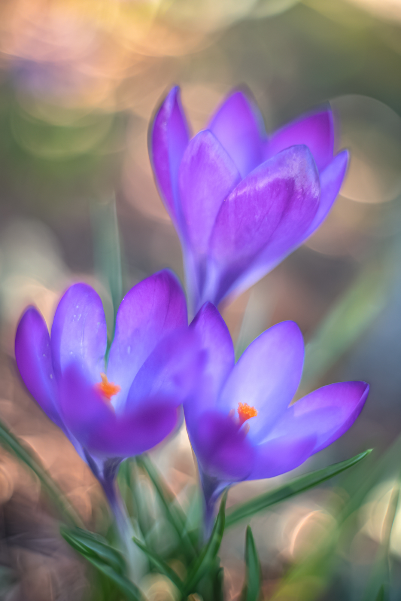 Krokusse (Altglas)