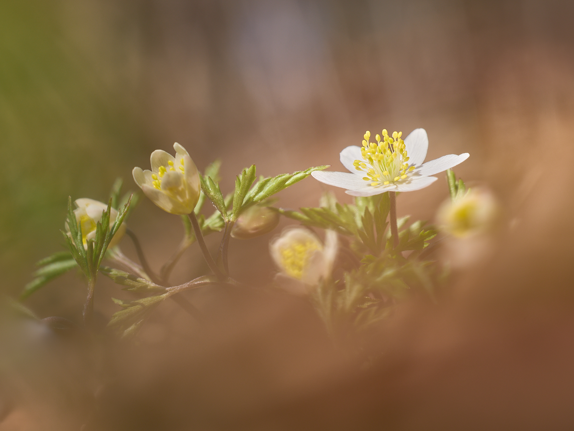 Am Waldboden