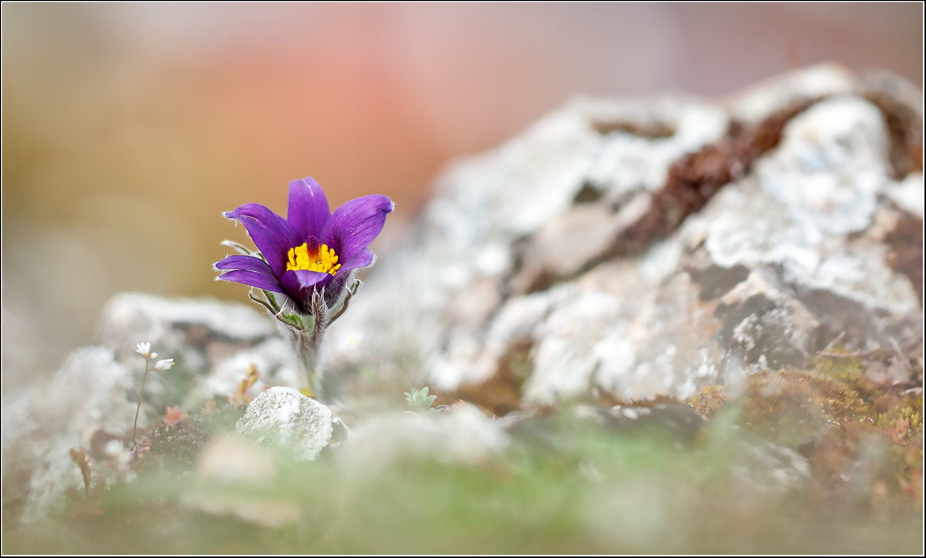 -Der Frühling kommt-