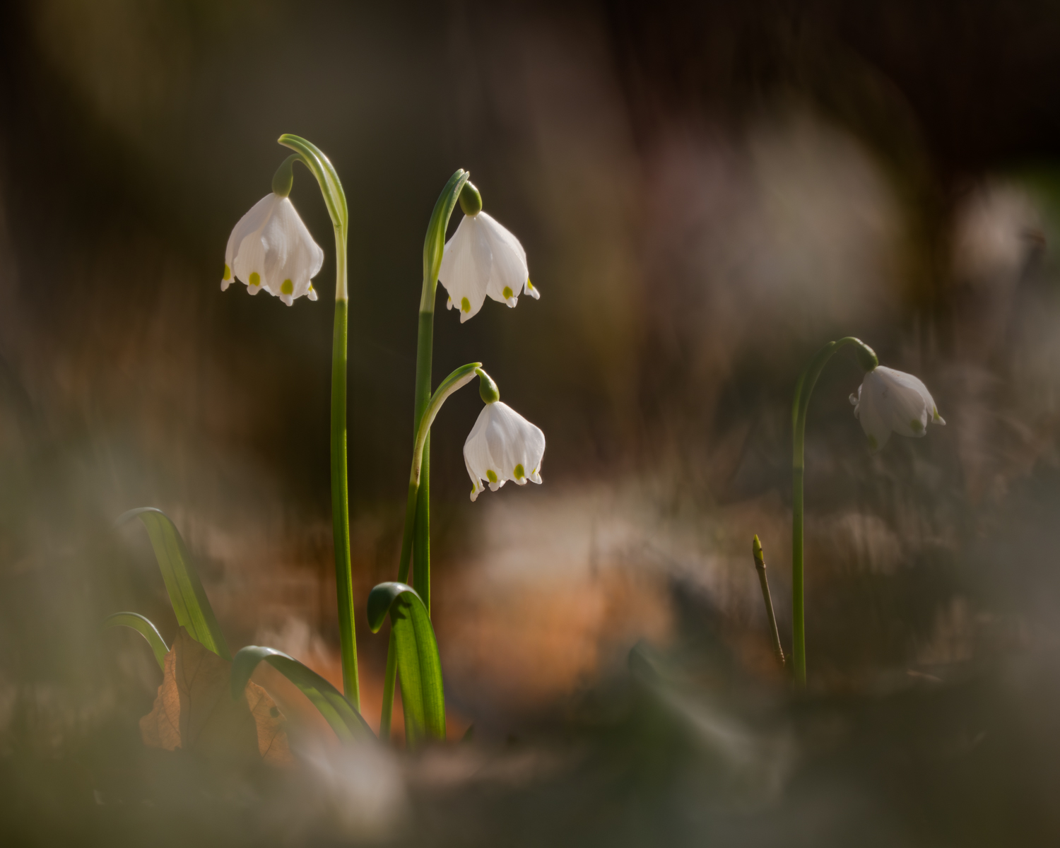 Frühlingsboten
