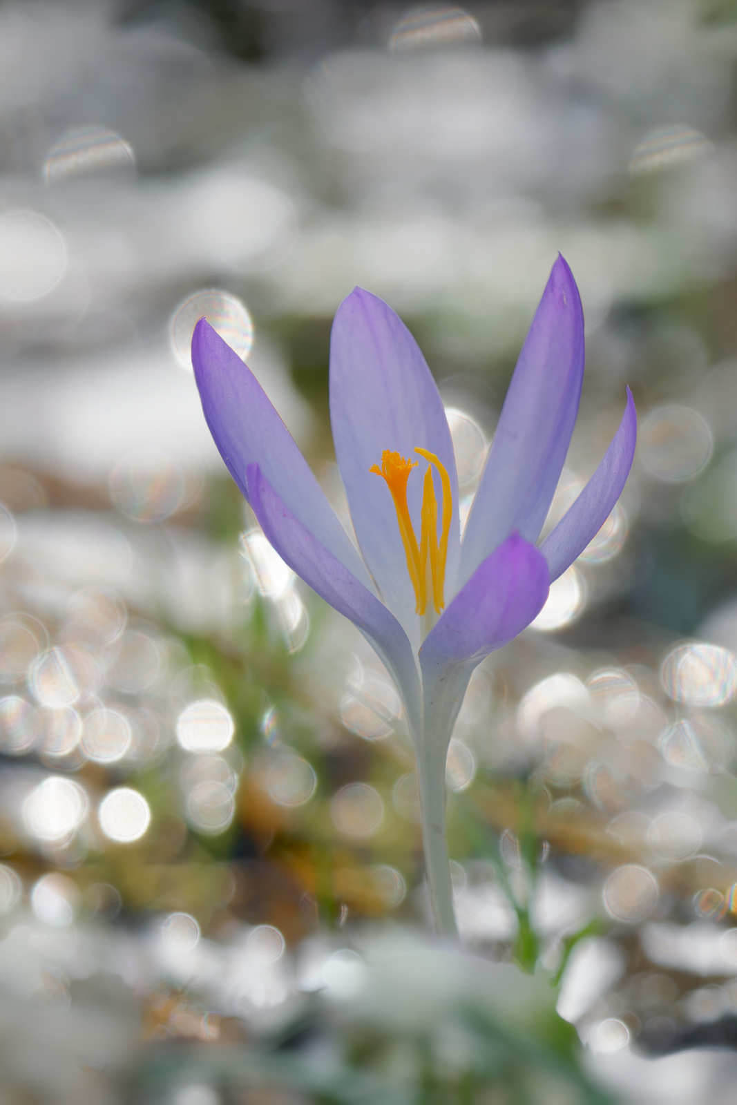 Krokus vor einer kleinen Pfütze im Gegenlicht