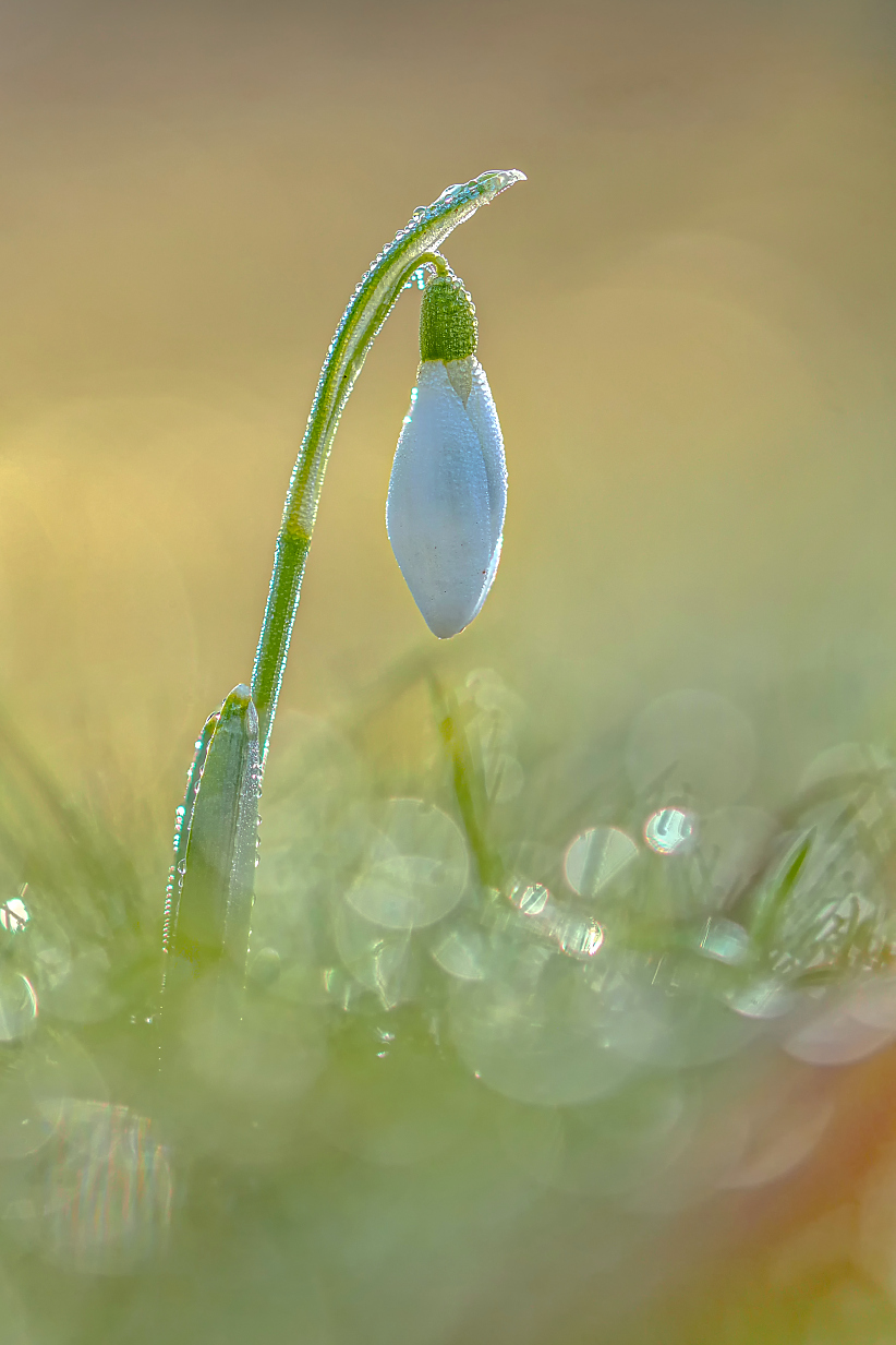 Ich liebe Taukringel!!