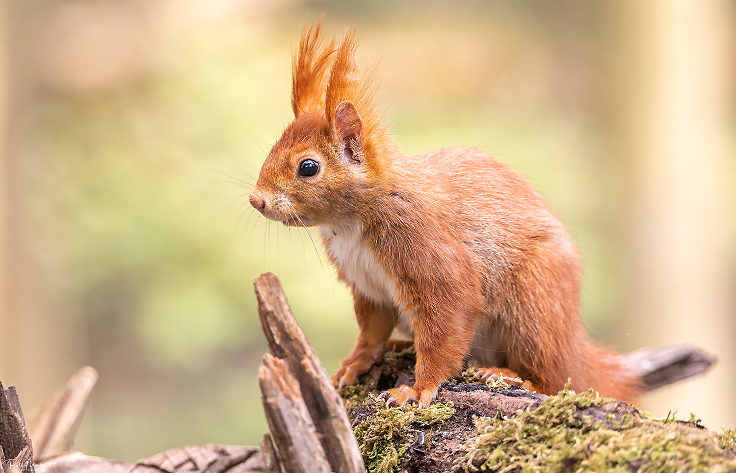 kleines junges Eichhörnchen....