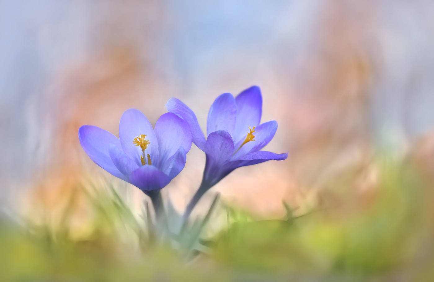 Blüten, Licht, Wald und Sonne ...,