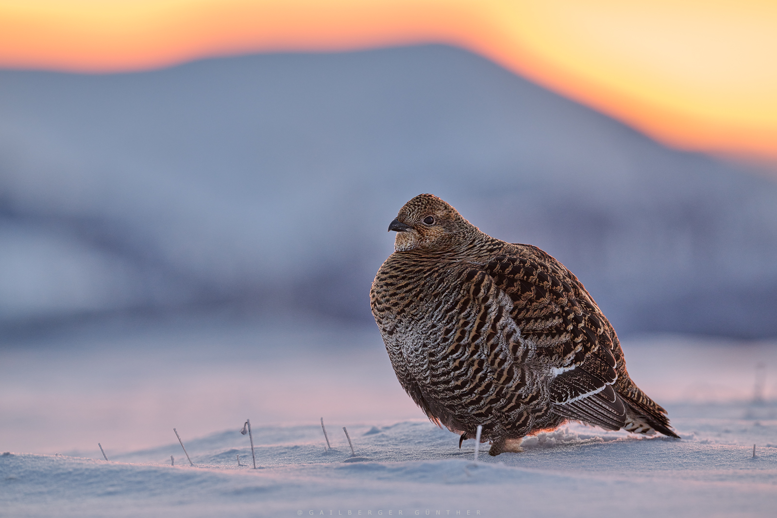 unverschämt seltenes Glück
