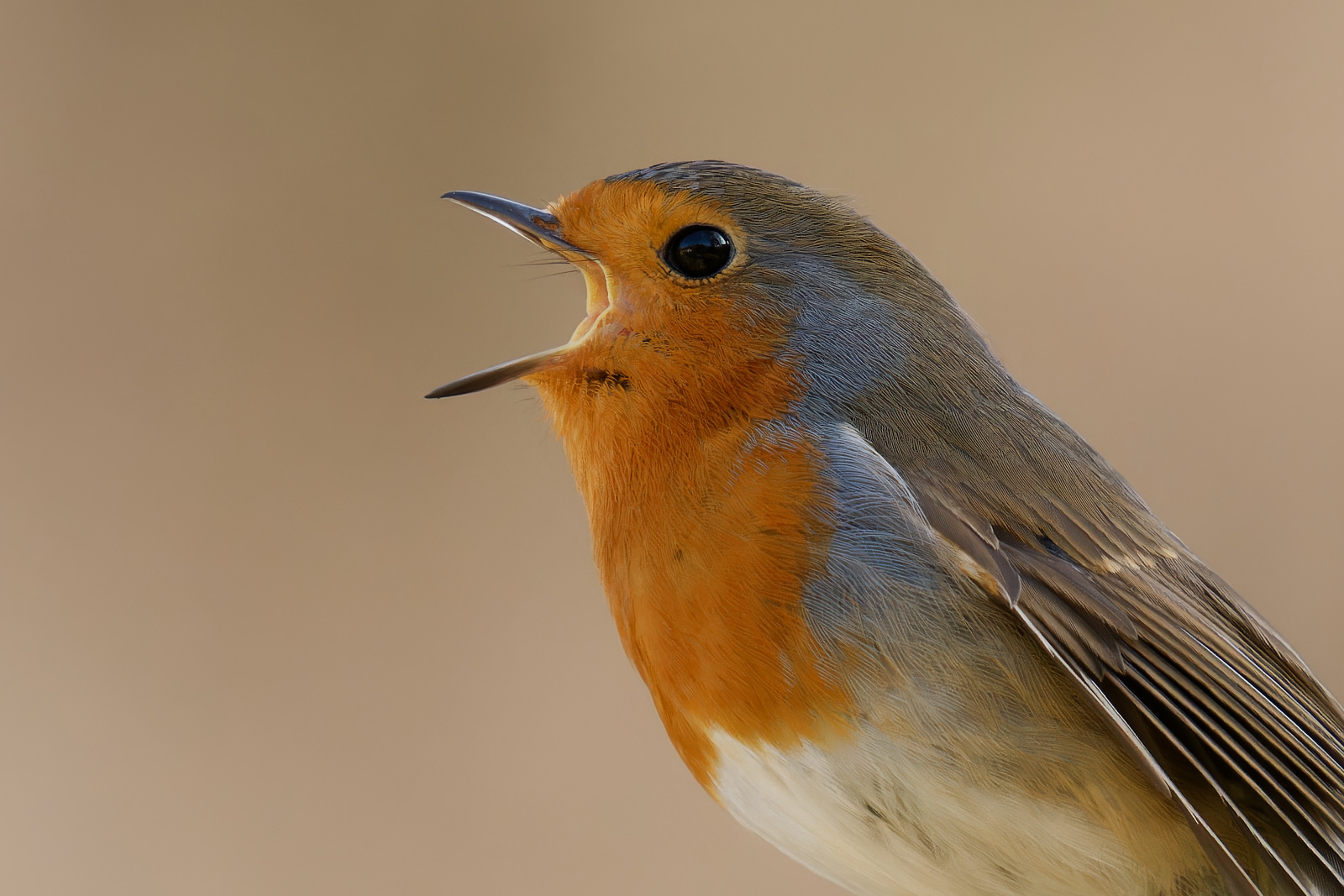 Frühlingsgezwitscher