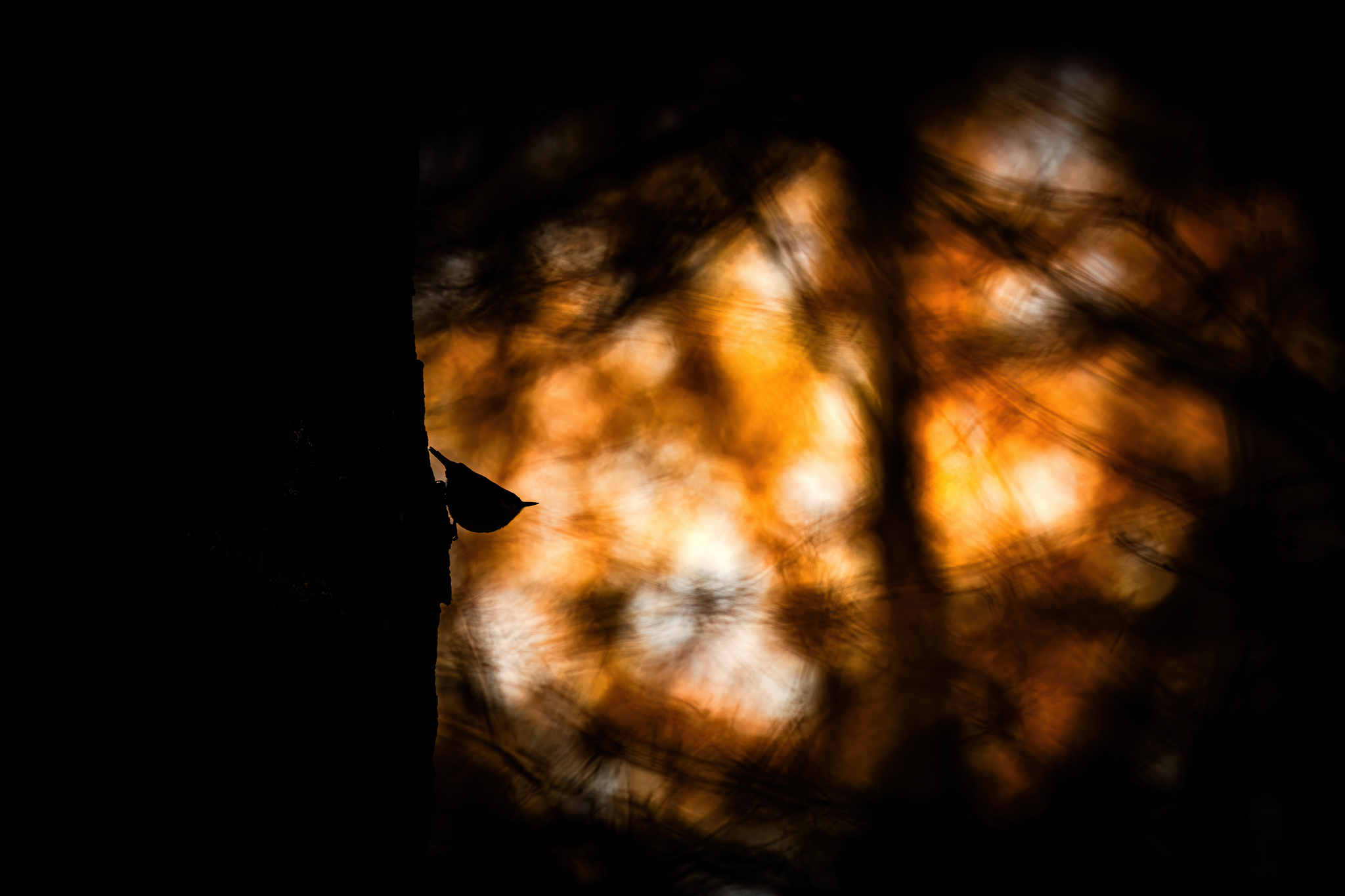 Gegenlicht Zauber