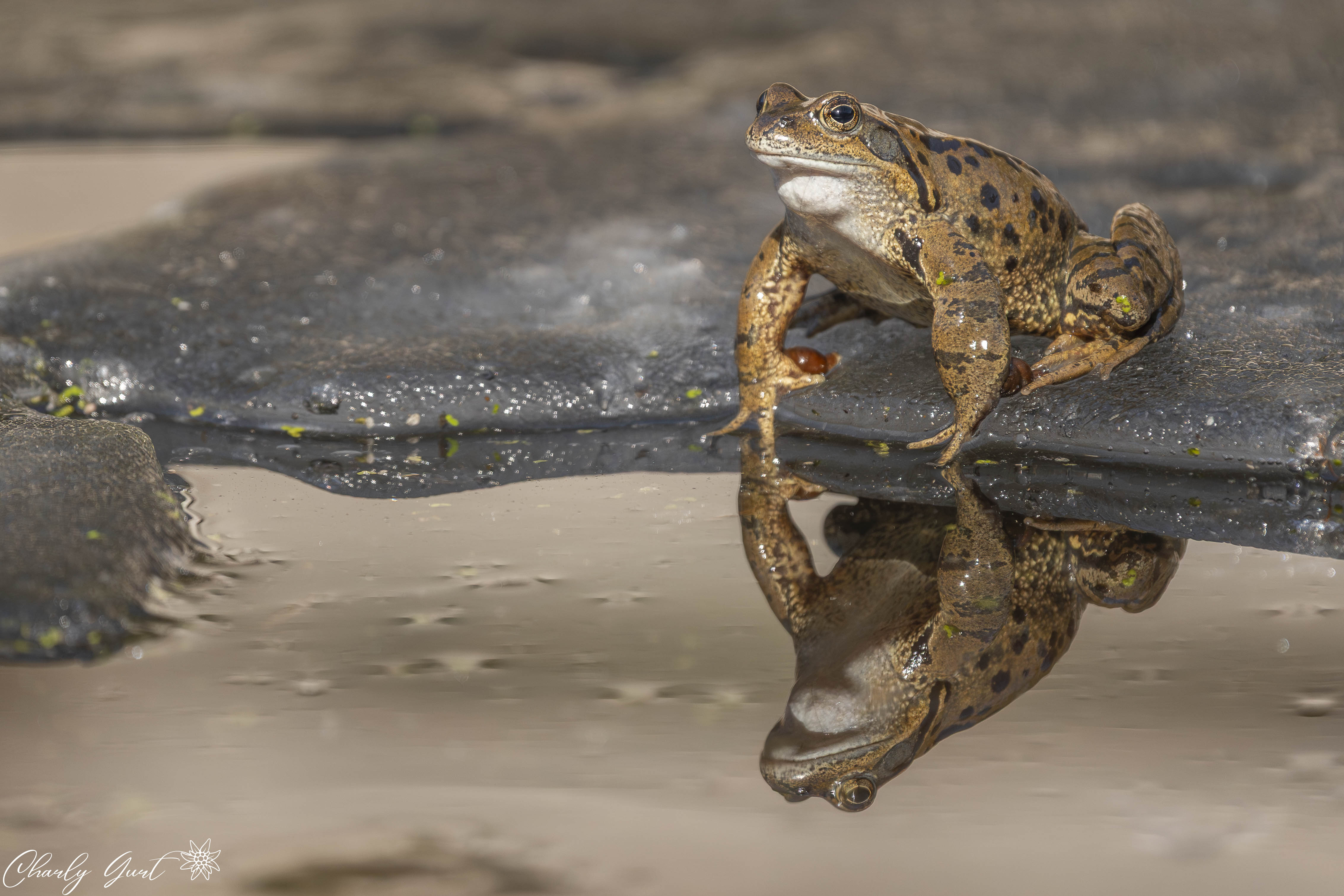Zwischen Eis und den ersten Sonnenstrahlen.