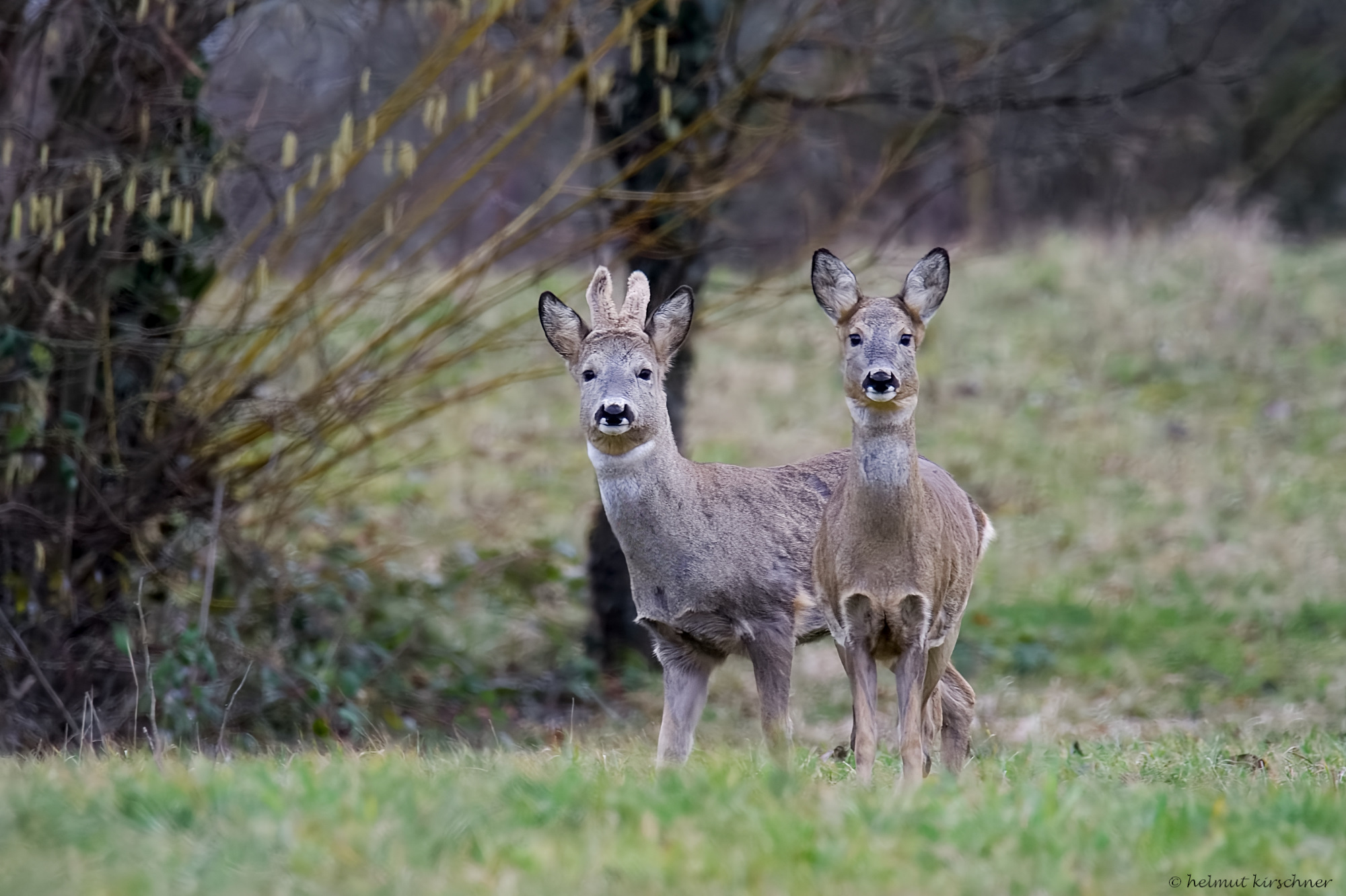 ein Pärchen