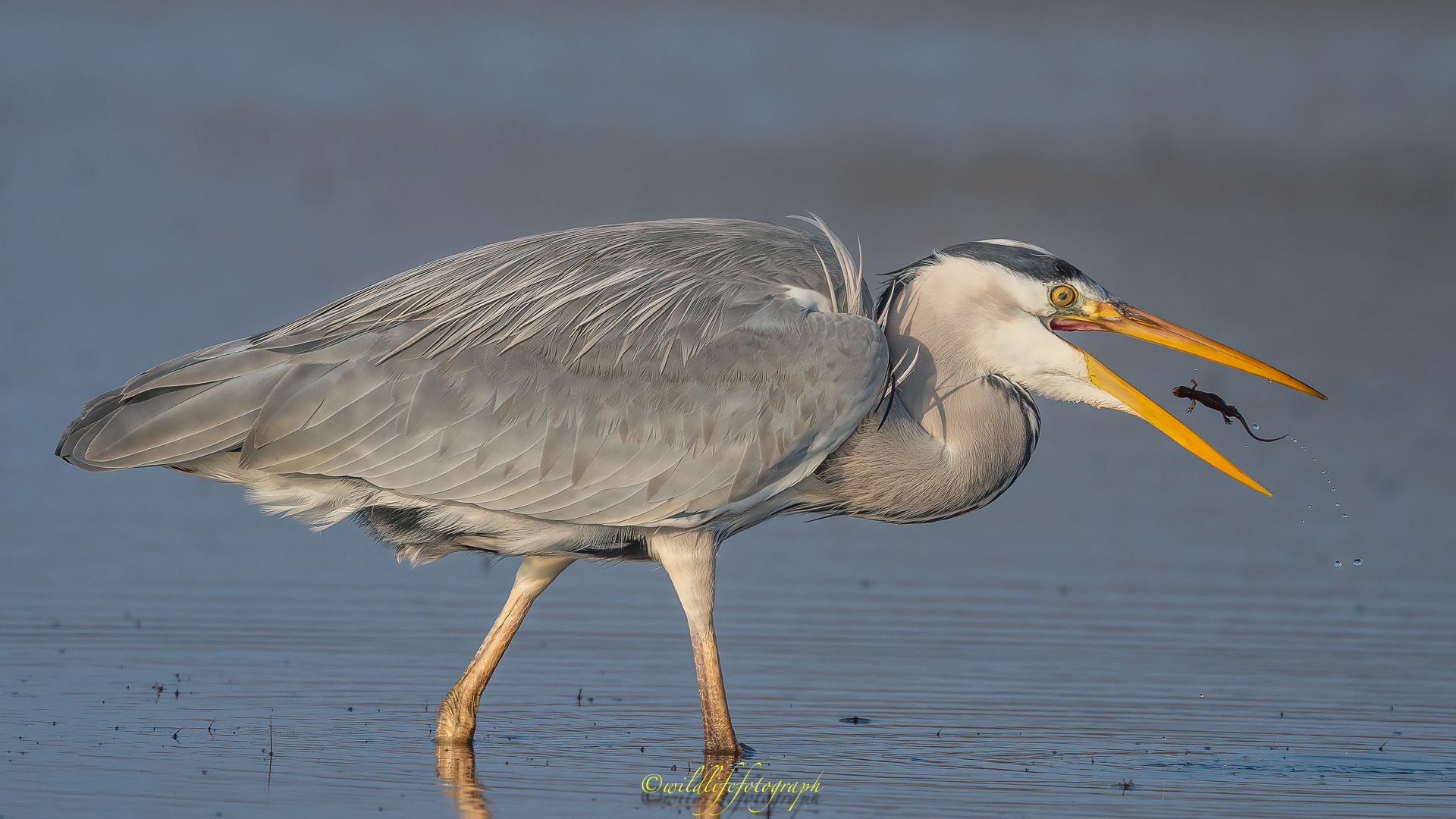 Ist er auch noch so klein...