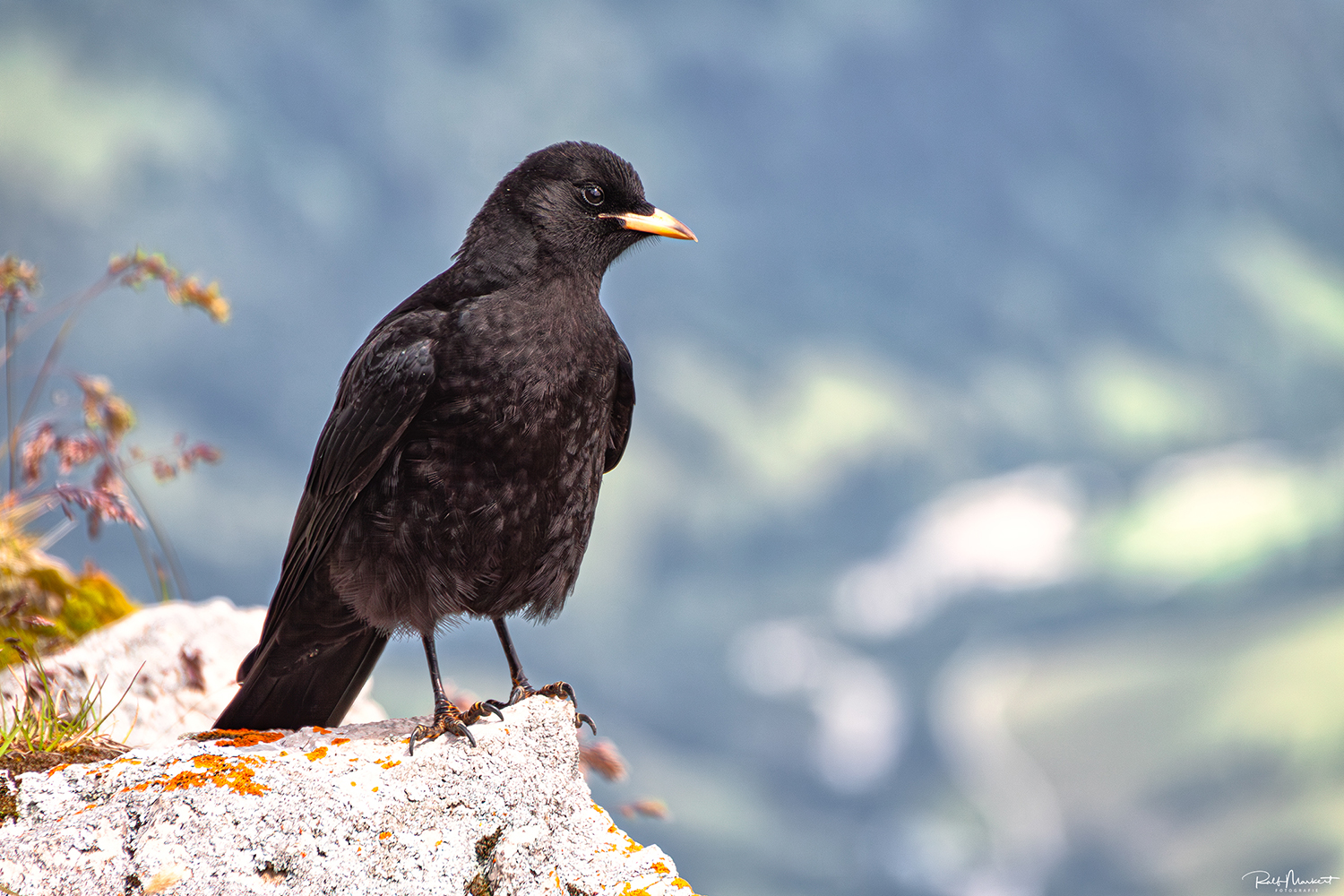 Begegnung.....hoch oben am Nebelhorn