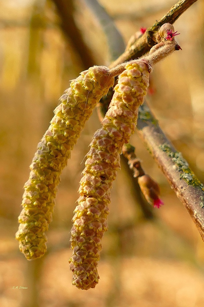 Blüten
