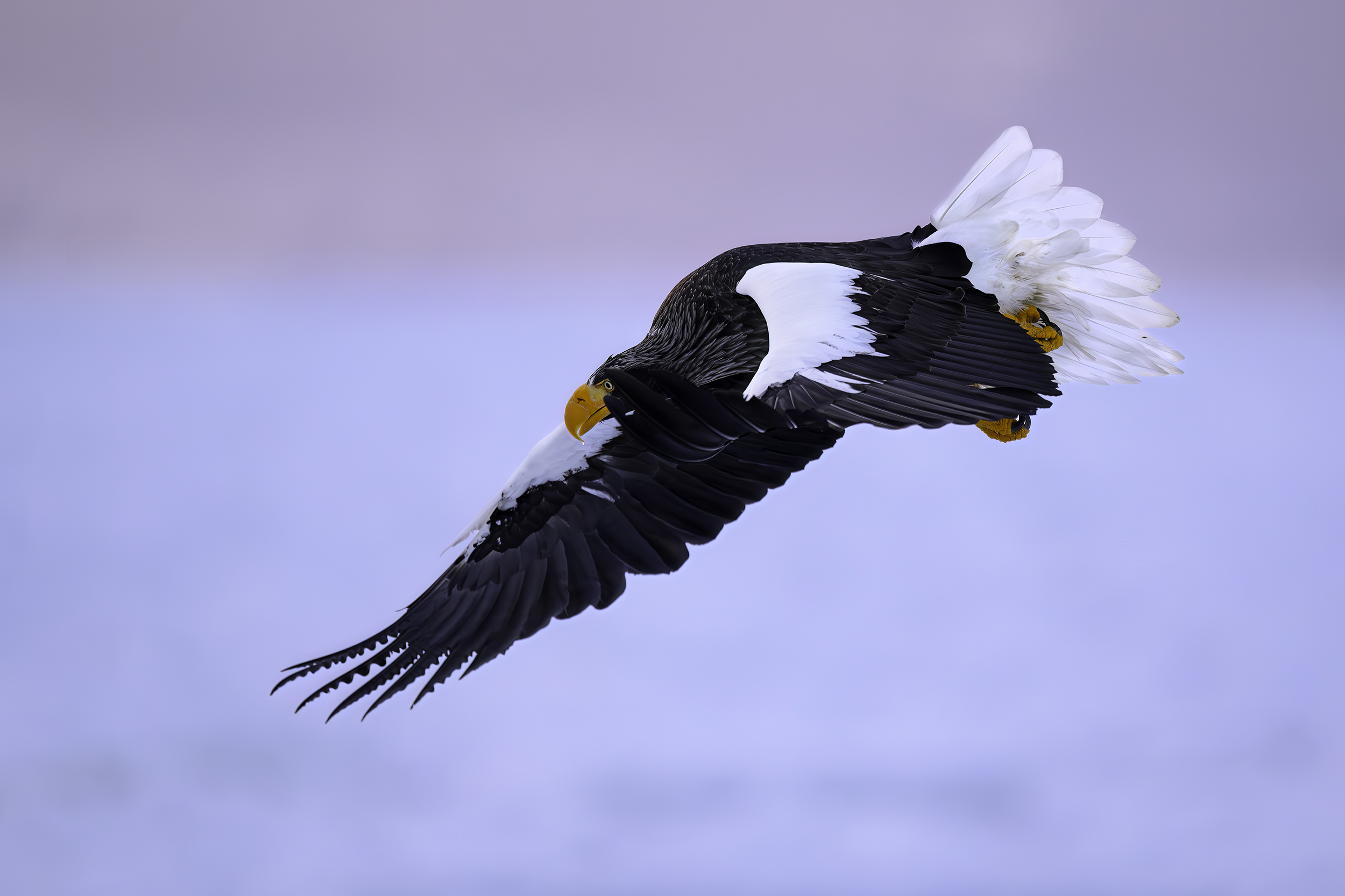 Ein König unter Adlern