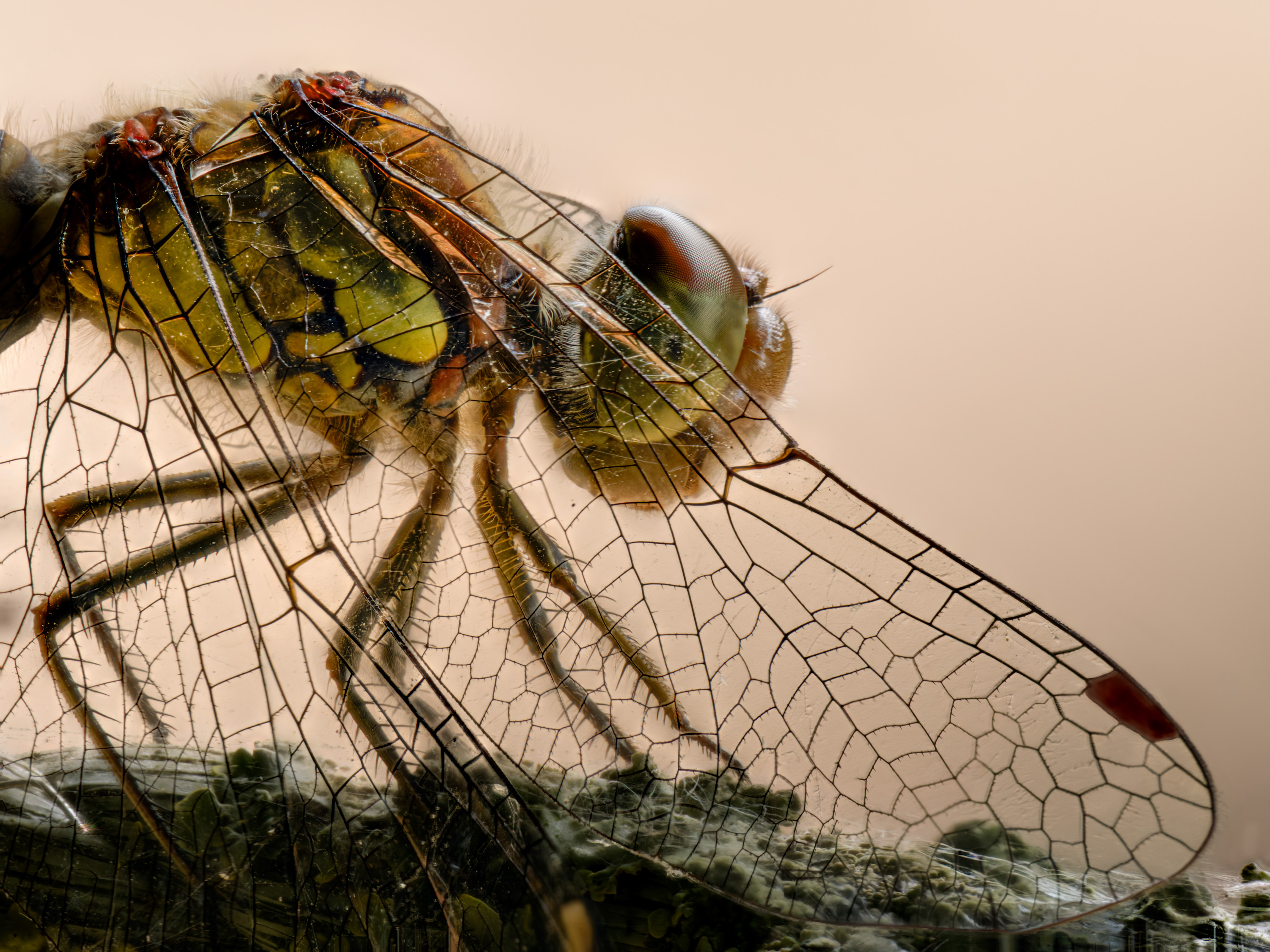 Trimm-Tanks im Libellenflügel