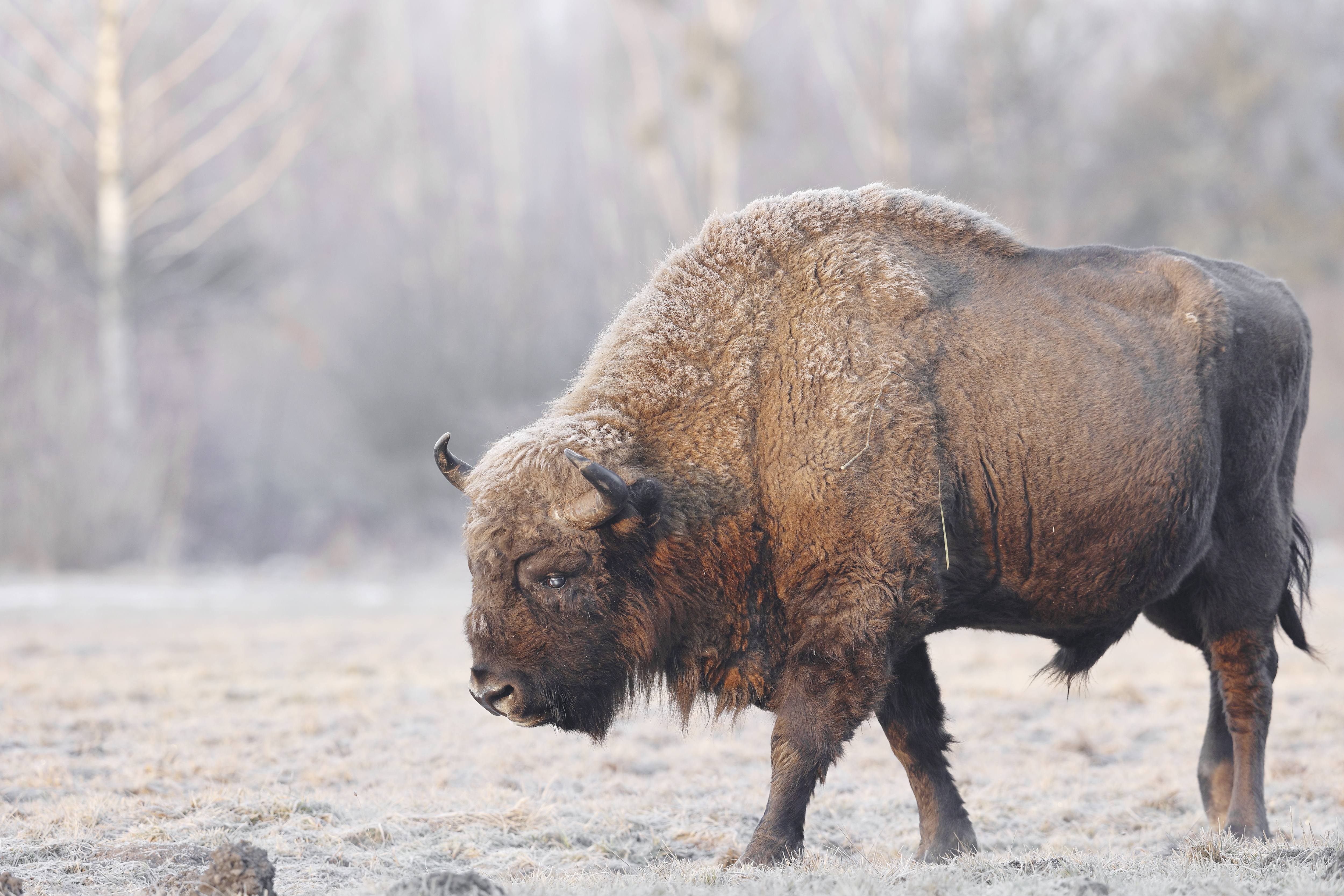 Wisentbulle in Polen