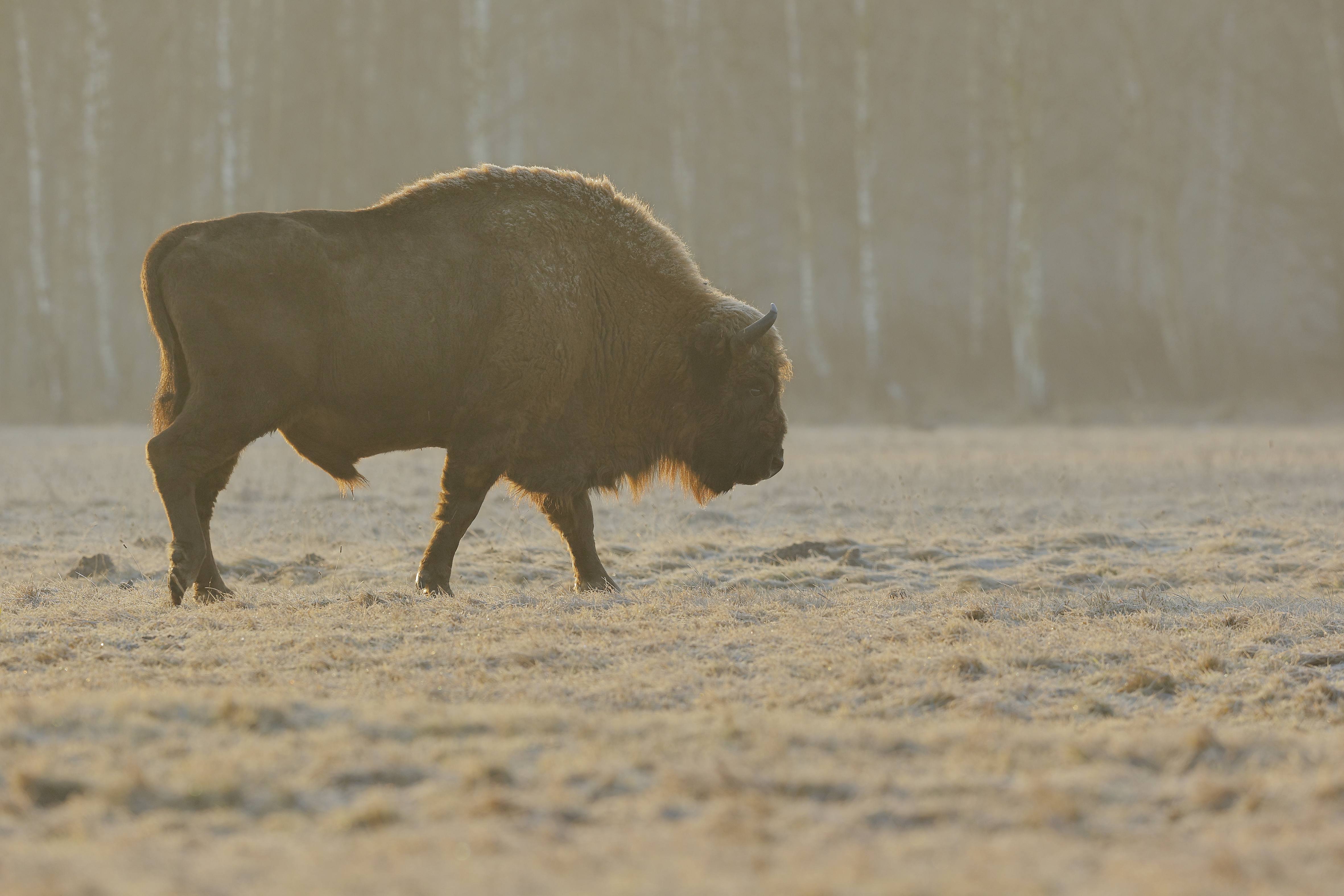Noch ein Wisent