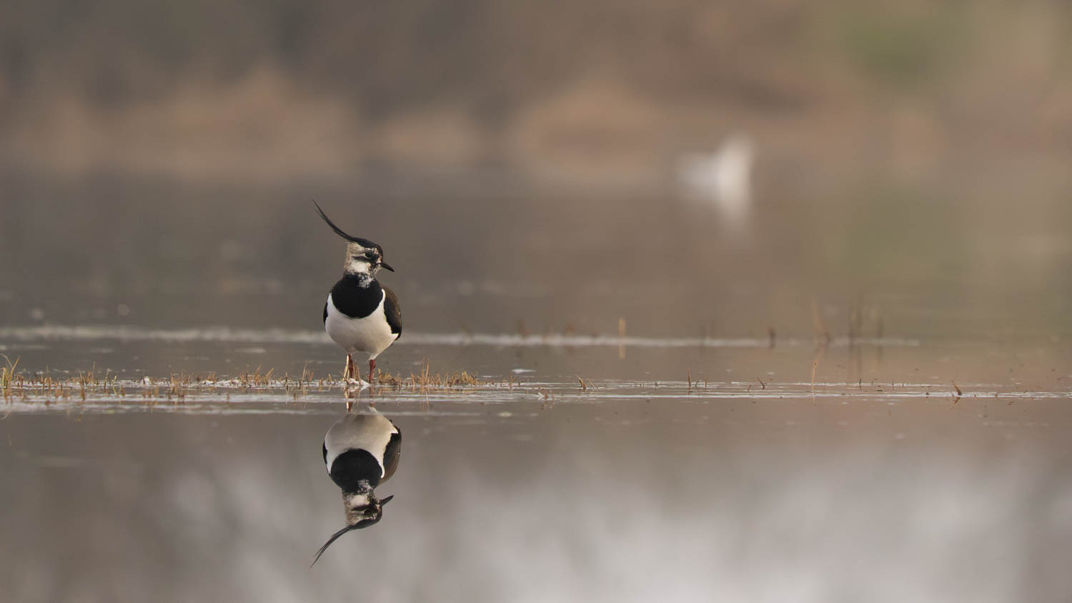 Der Blick zum Partner