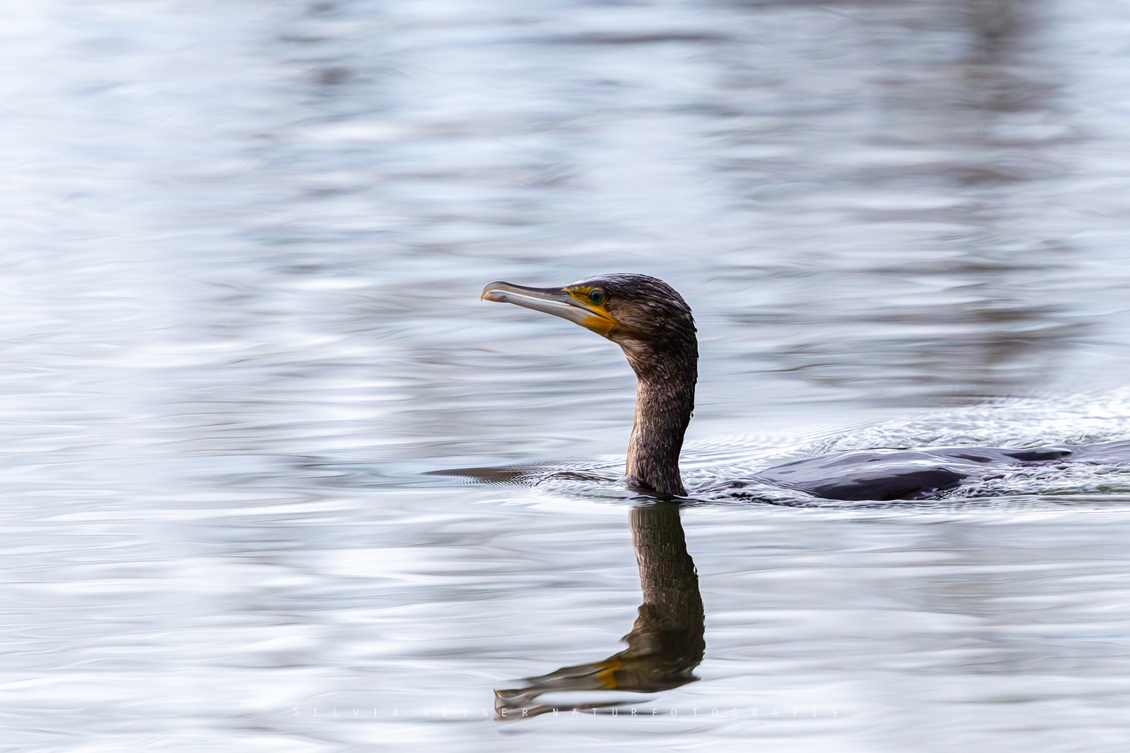 Kormoran Wusch
