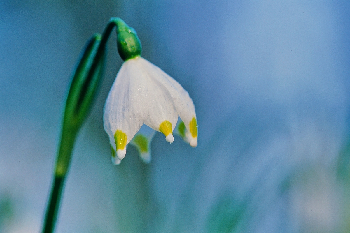 Märzenbechermorgen-Erinnerung