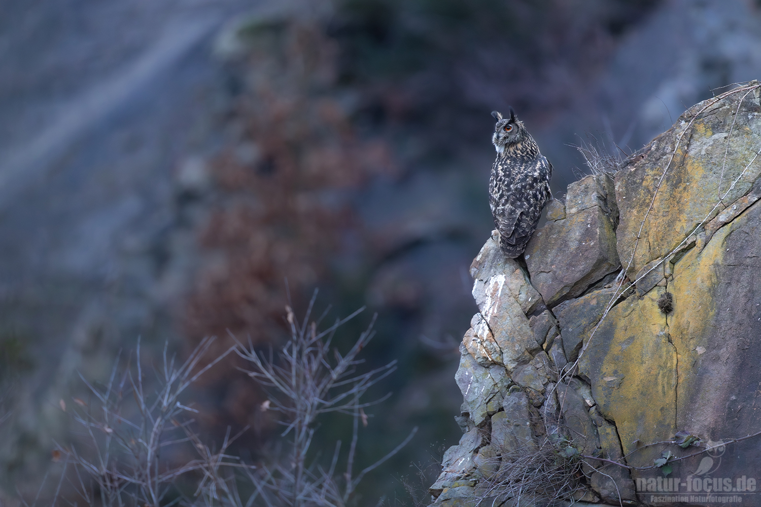 Uhu auf Ausguck