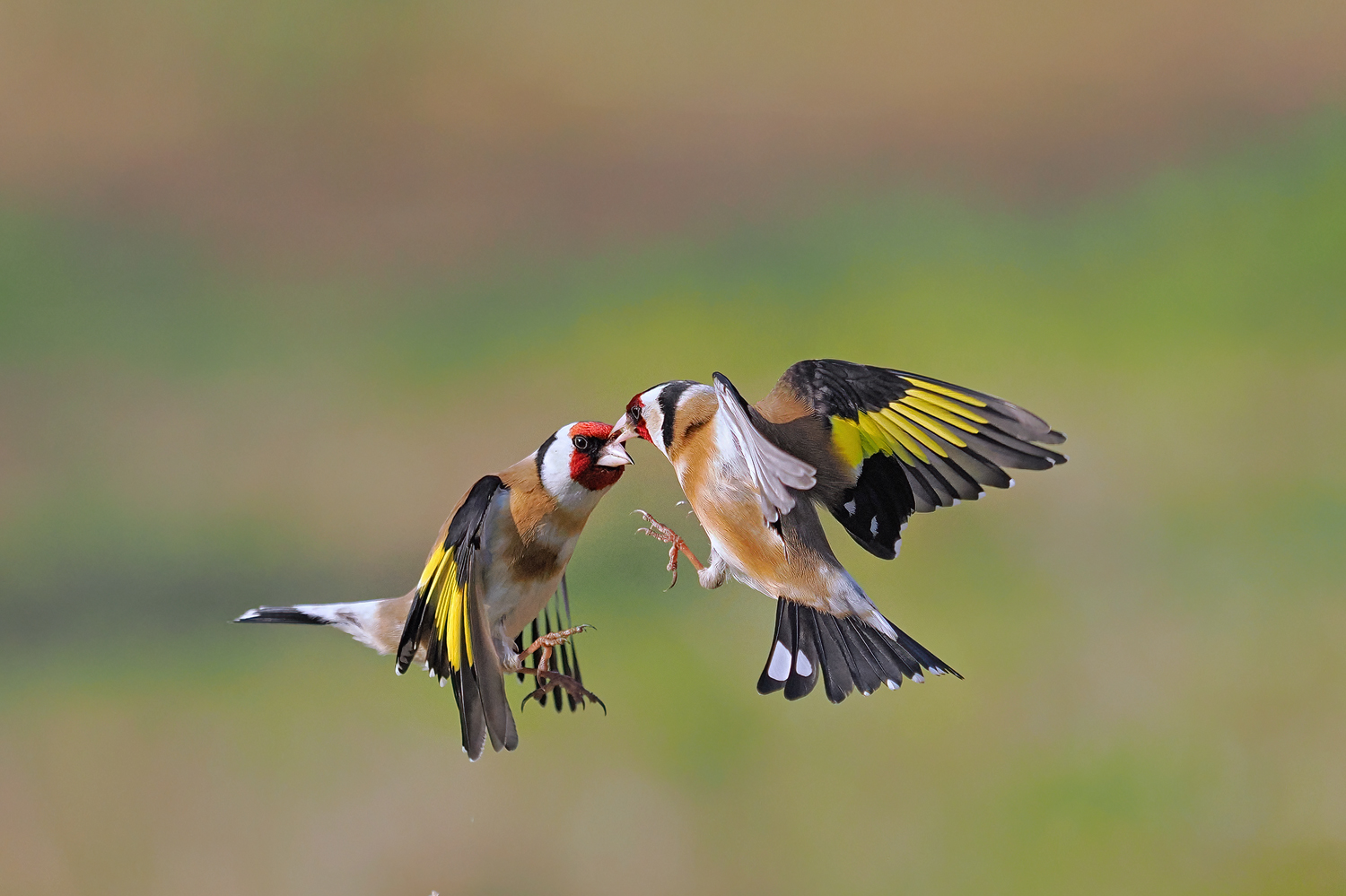 Sehr früh dieses Jahr