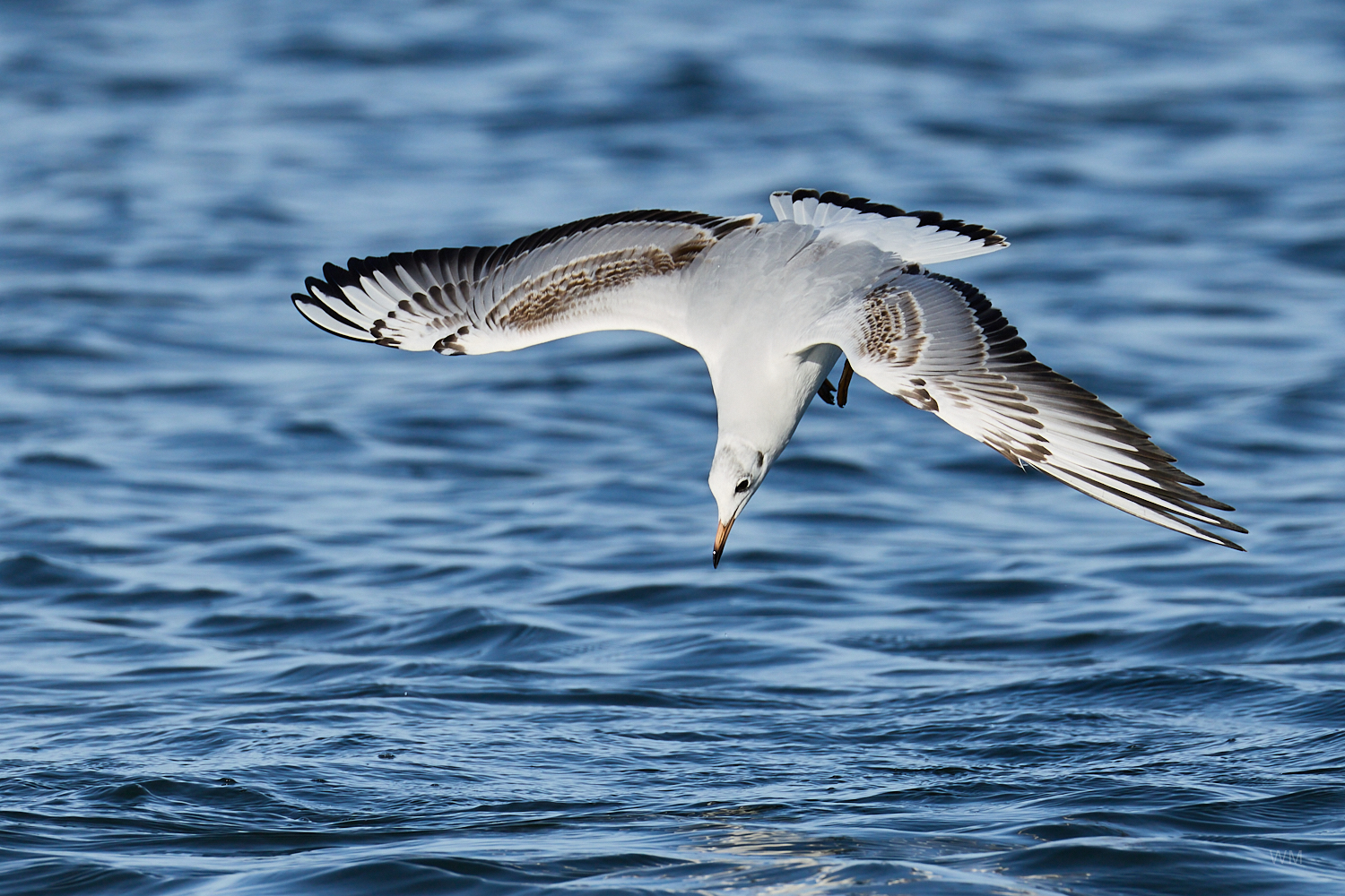 Möwe