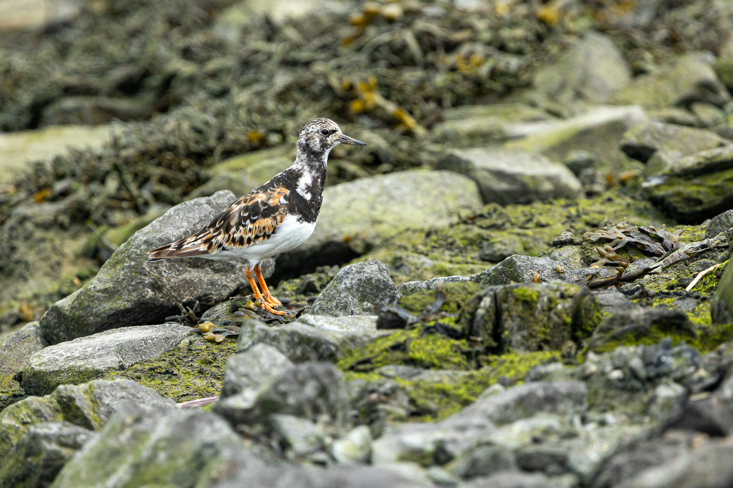Steinwälzer im Prachtkleid