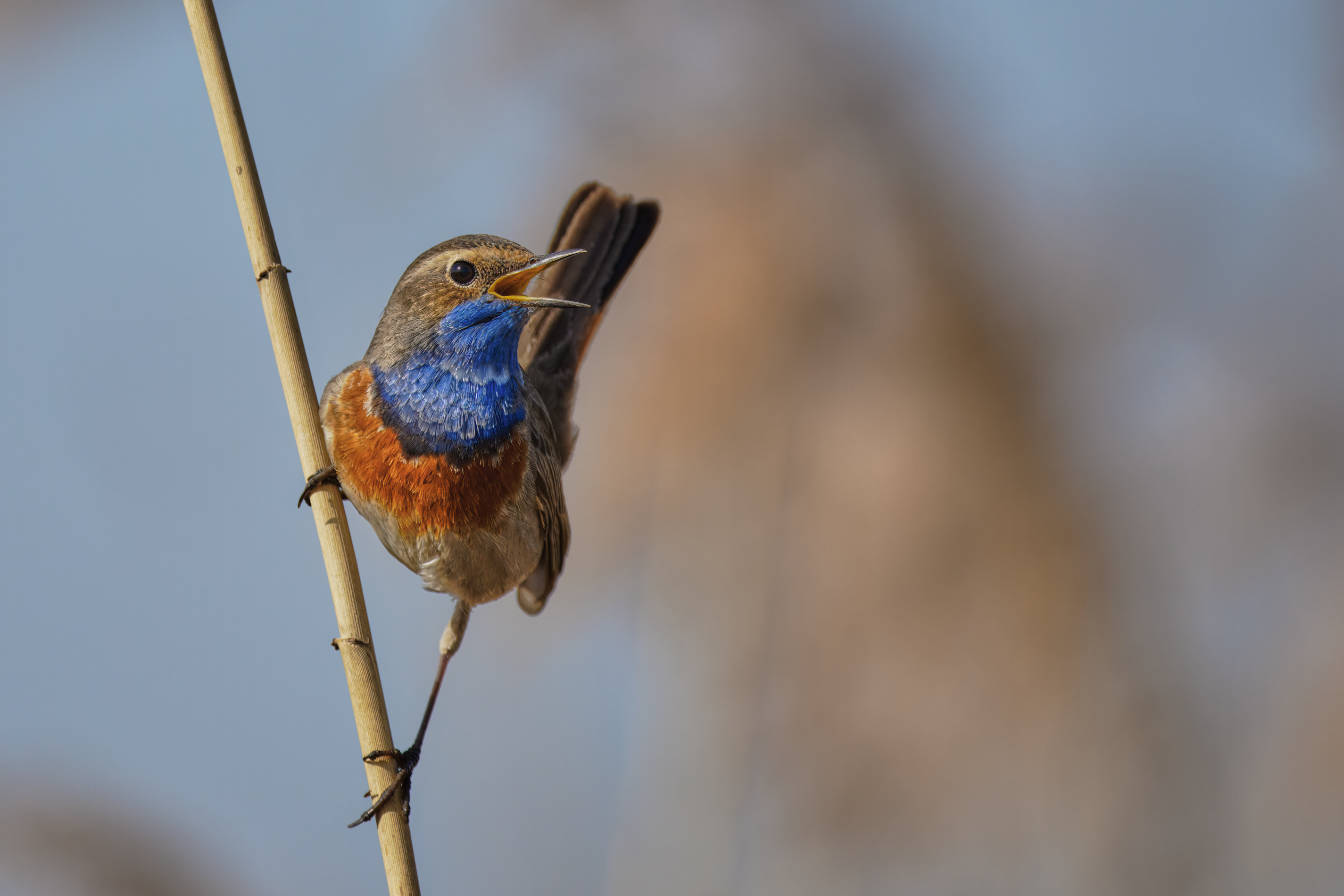 Blaukehlchen