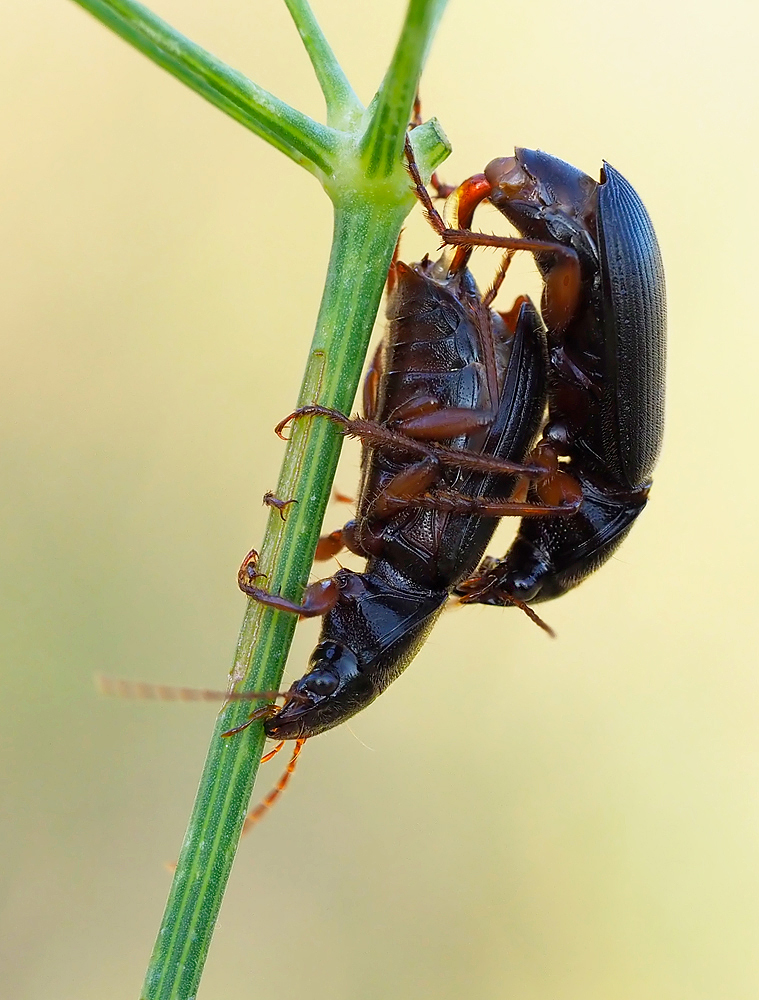 Prächtige Kanalkäfer (Amara aulica)